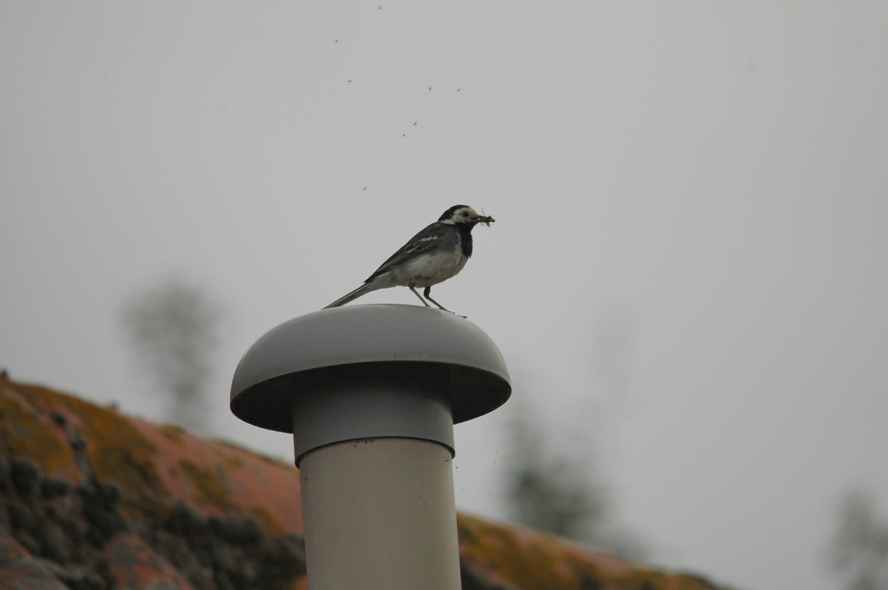 photos/wildlife/Bird_Species/134-Wagtails-Pipits/5445-White(Pied)_Wagtail/dsc_2781.jpg