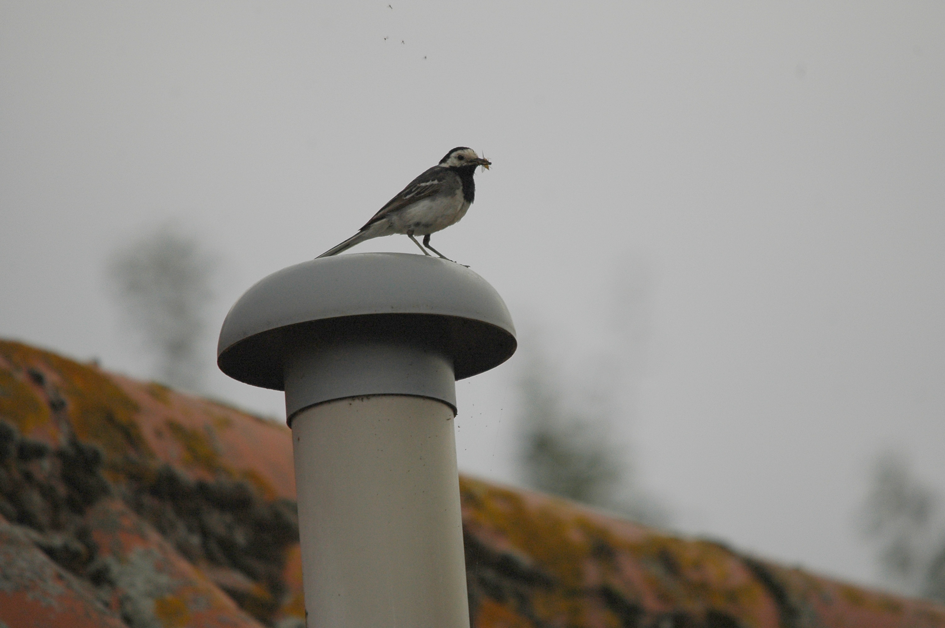 photos/wildlife/Bird_Species/134-Wagtails-Pipits/5445-White(Pied)_Wagtail/dsc_2782.jpg