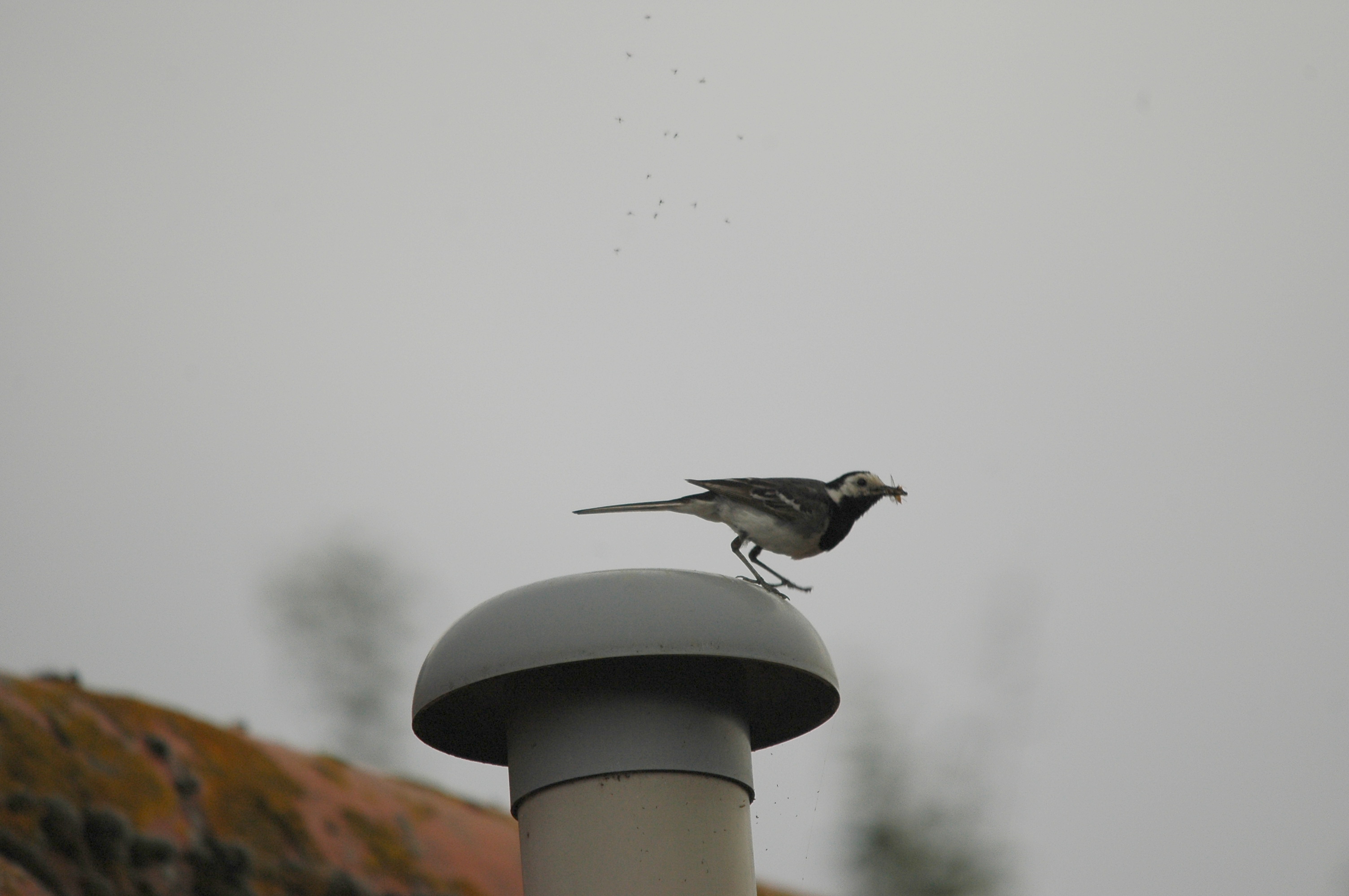 photos/wildlife/Bird_Species/134-Wagtails-Pipits/5445-White(Pied)_Wagtail/dsc_2783.jpg
