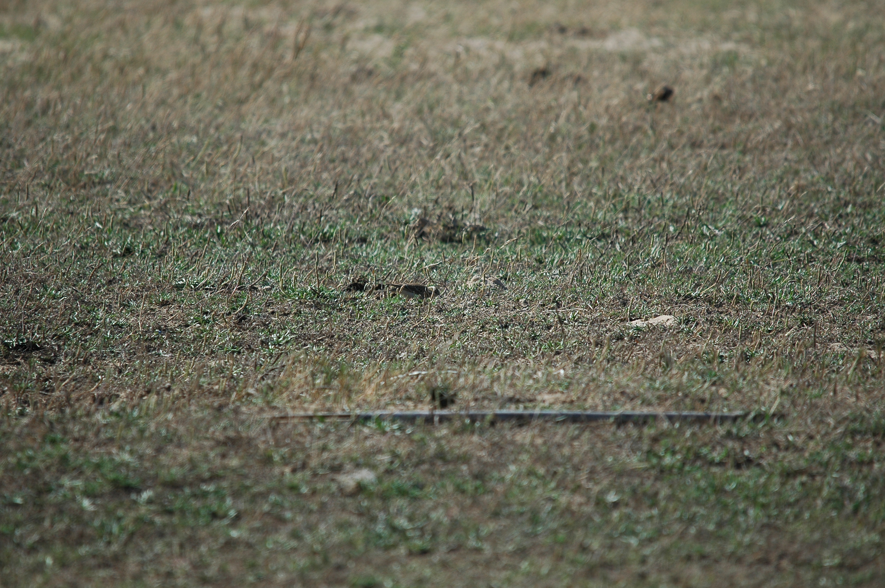 photos/wildlife/Bird_Species/134-Wagtails-Pipits/5469-Tawny_Pipit/20090923-Spain-01.jpg