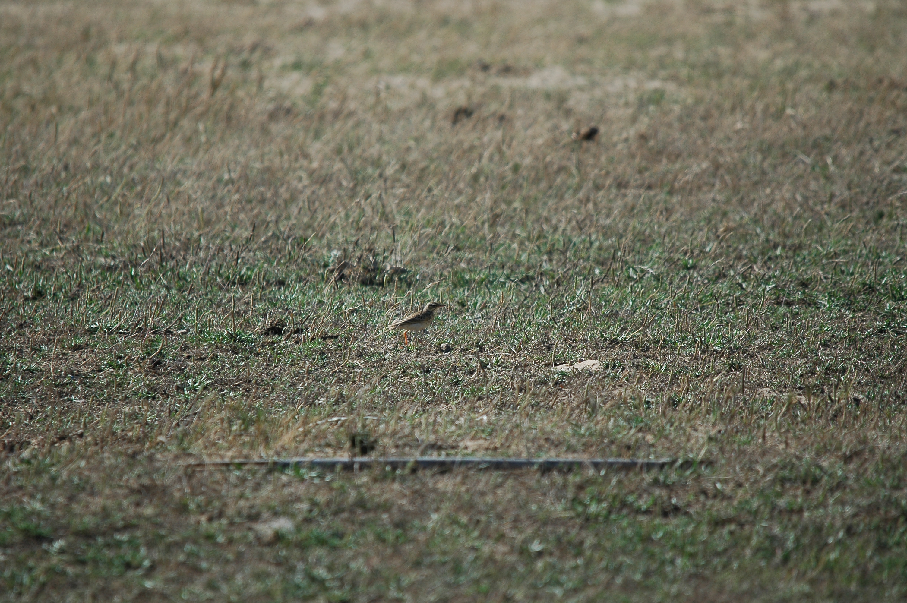 photos/wildlife/Bird_Species/134-Wagtails-Pipits/5469-Tawny_Pipit/20090923-Spain-02.jpg