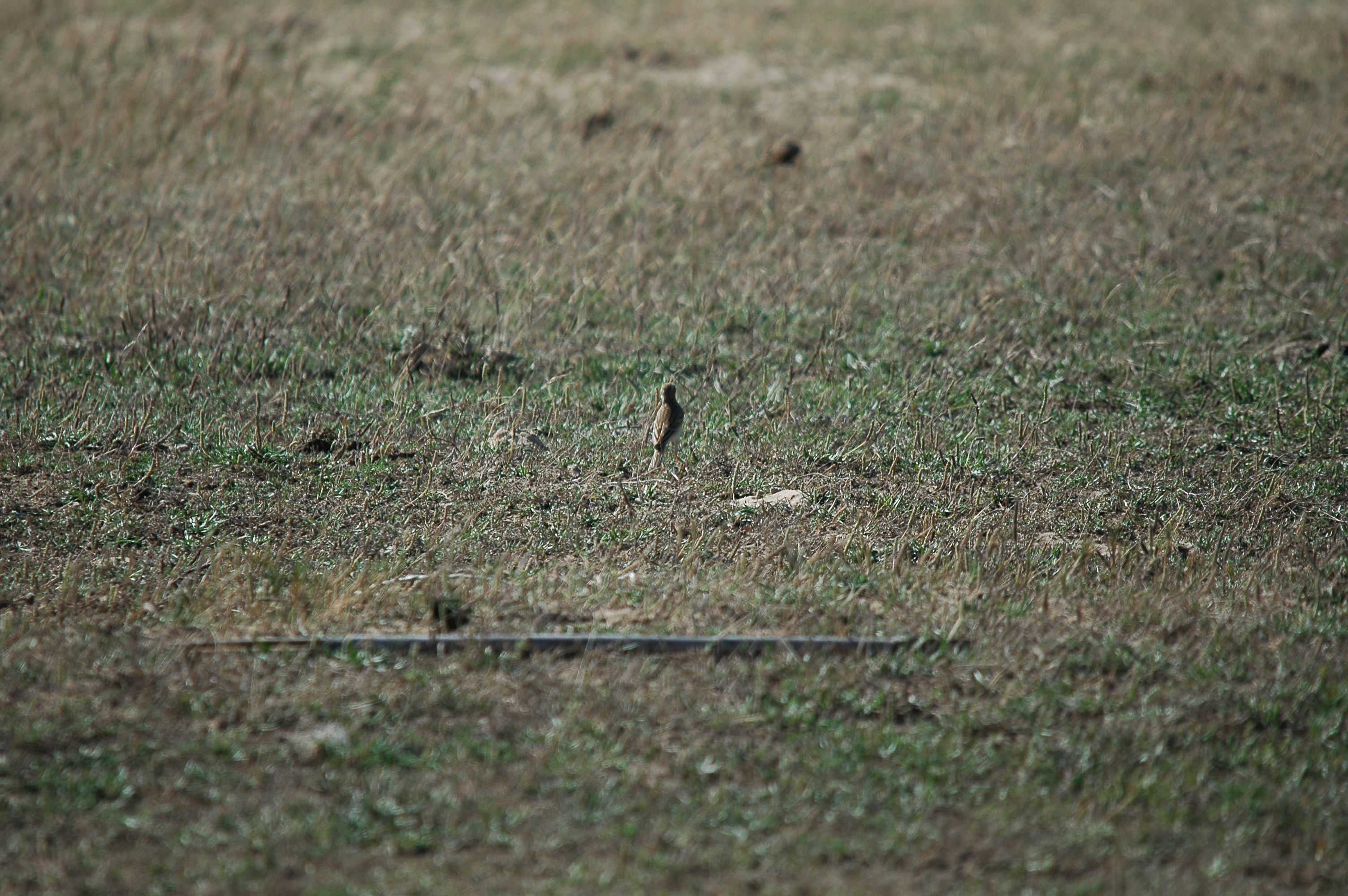 photos/wildlife/Bird_Species/134-Wagtails-Pipits/5469-Tawny_Pipit/20090923-Spain-03.jpg