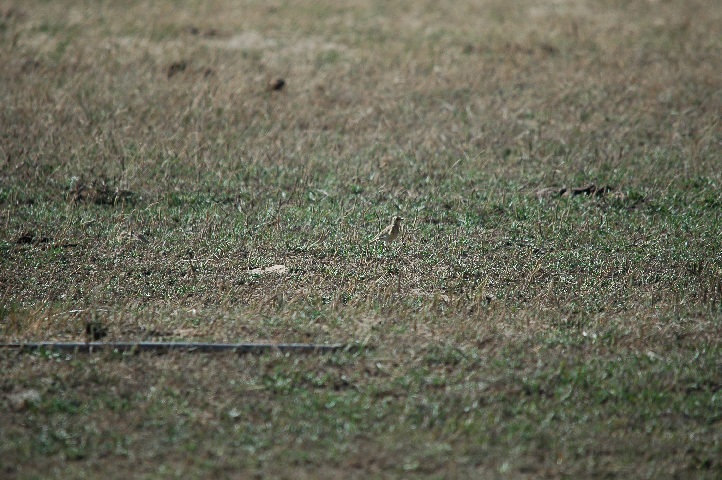 photos/wildlife/Bird_Species/134-Wagtails-Pipits/5469-Tawny_Pipit/20090923-Spain-04.jpg