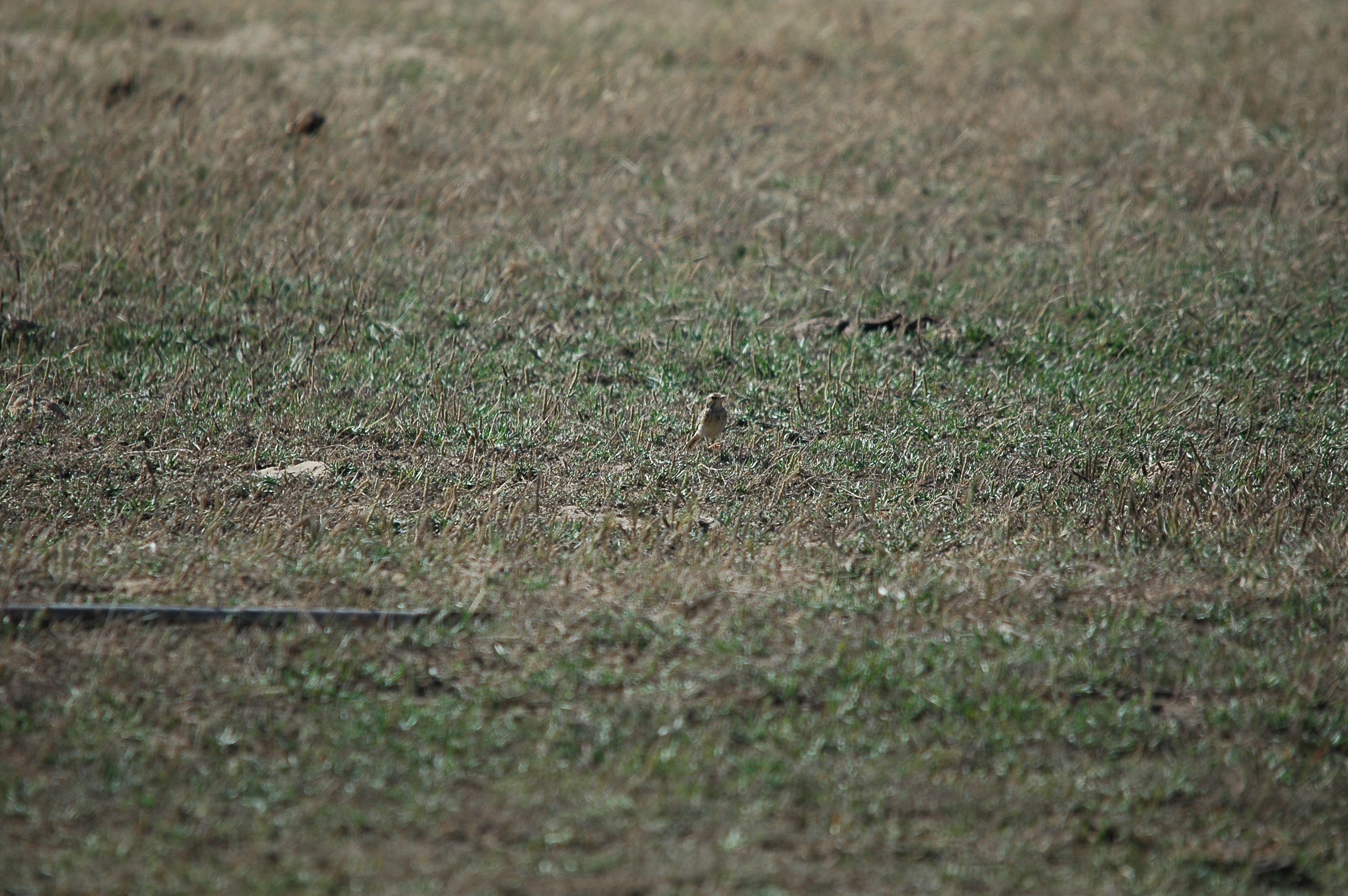 photos/wildlife/Bird_Species/134-Wagtails-Pipits/5469-Tawny_Pipit/20090923-Spain-05.jpg