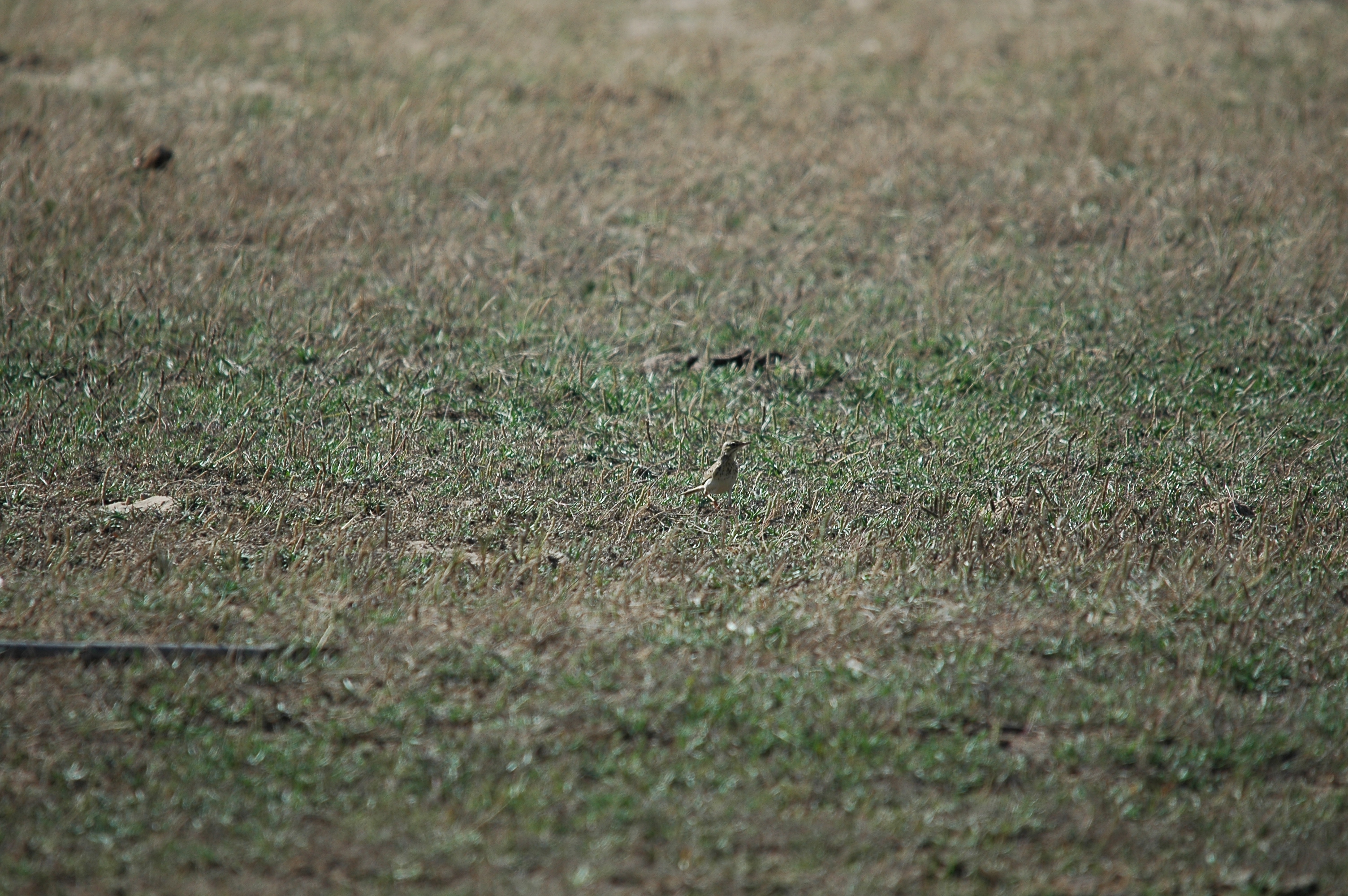 photos/wildlife/Bird_Species/134-Wagtails-Pipits/5469-Tawny_Pipit/20090923-Spain-06.jpg