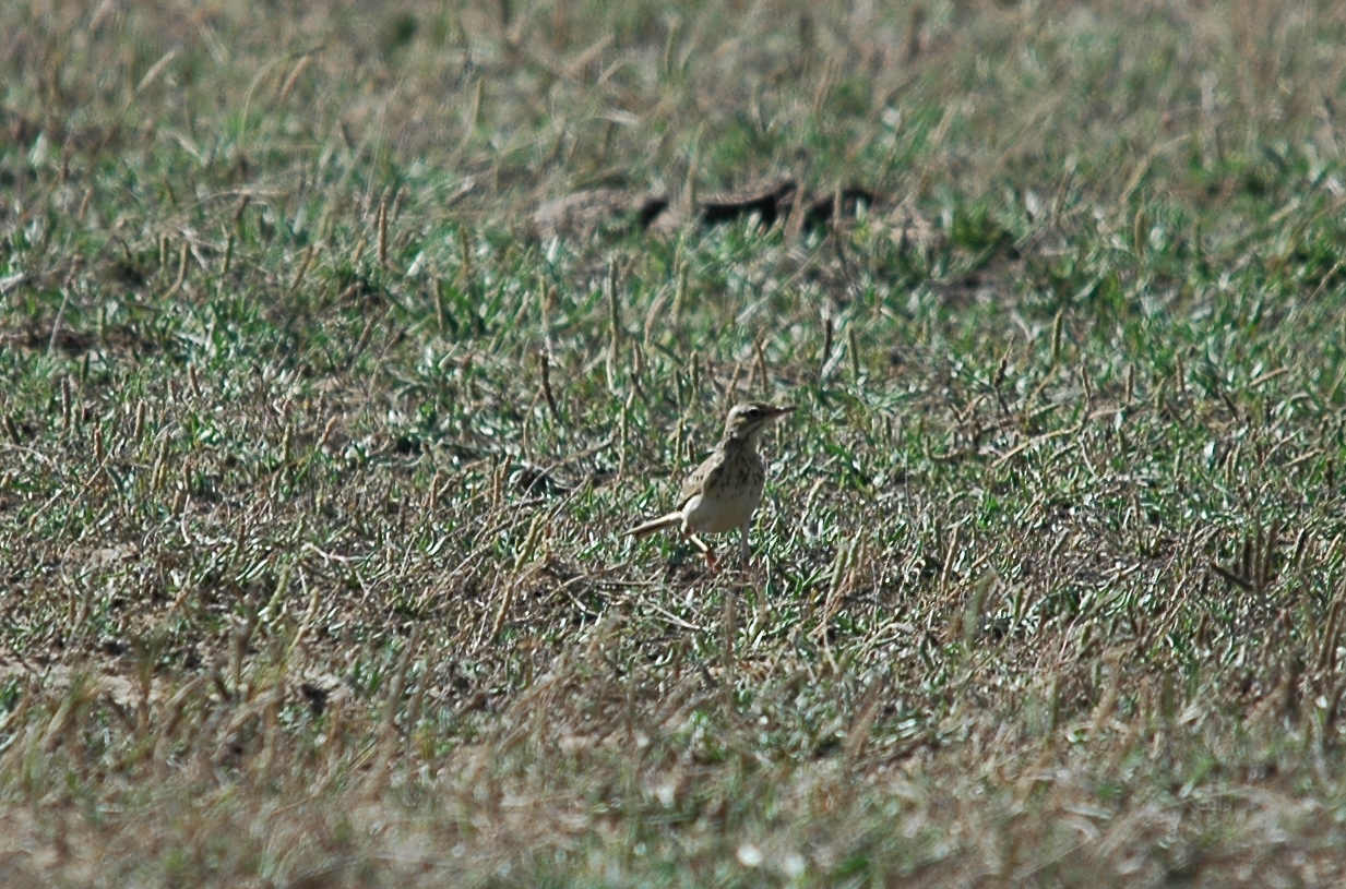 photos/wildlife/Bird_Species/134-Wagtails-Pipits/5469-Tawny_Pipit/20090923-Spain-06_sm.jpg