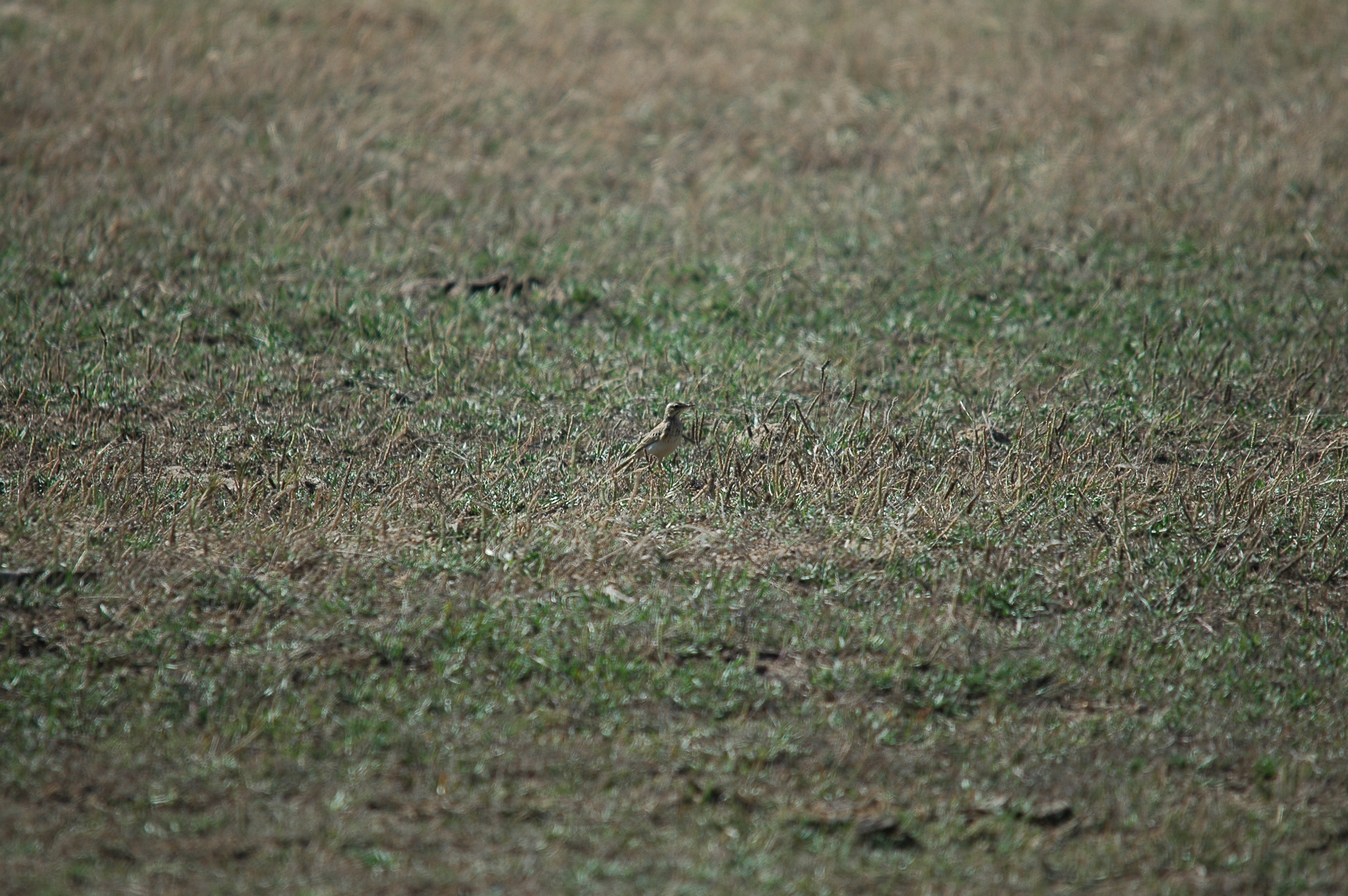 photos/wildlife/Bird_Species/134-Wagtails-Pipits/5469-Tawny_Pipit/20090923-Spain-07.jpg