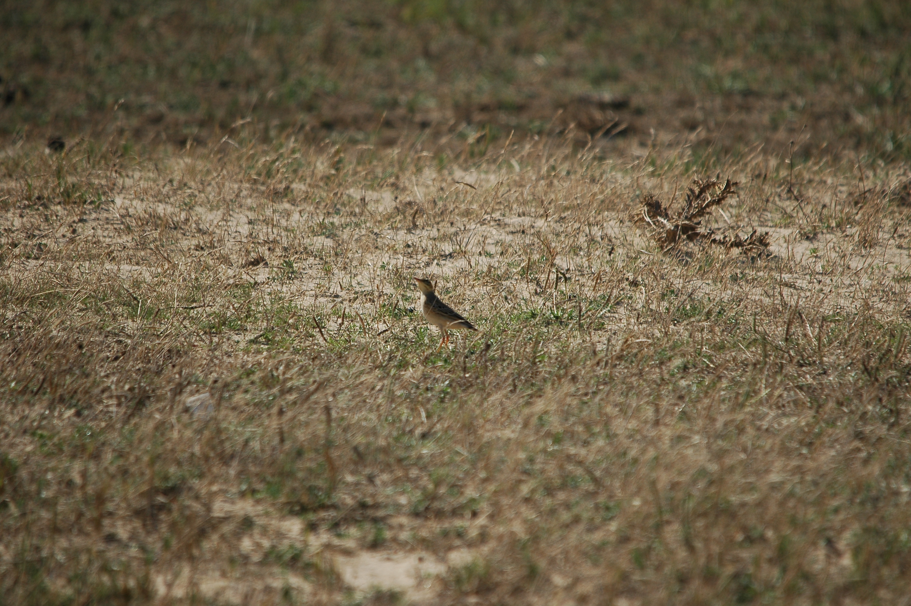 photos/wildlife/Bird_Species/134-Wagtails-Pipits/5469-Tawny_Pipit/20090923-Spain-08.jpg