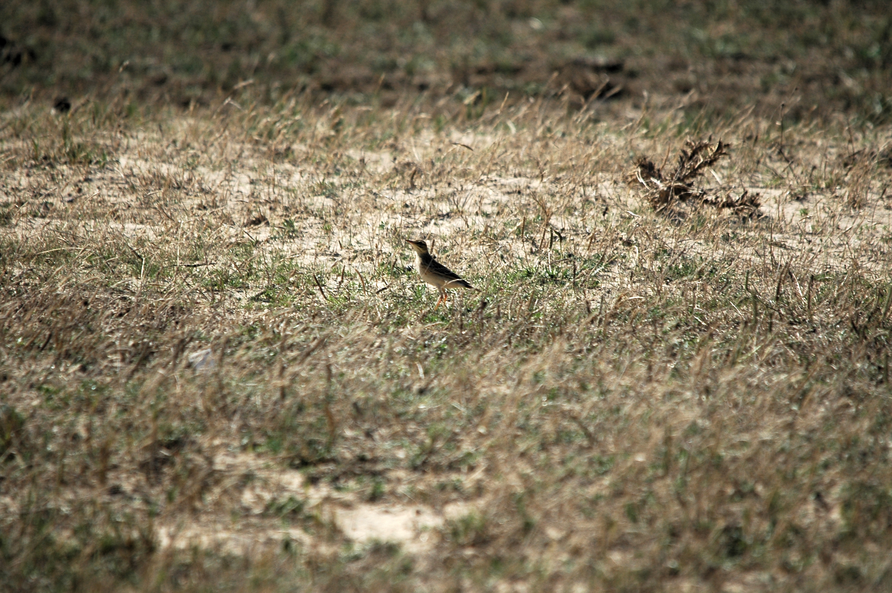 photos/wildlife/Bird_Species/134-Wagtails-Pipits/5469-Tawny_Pipit/20090923-Spain-09.jpg
