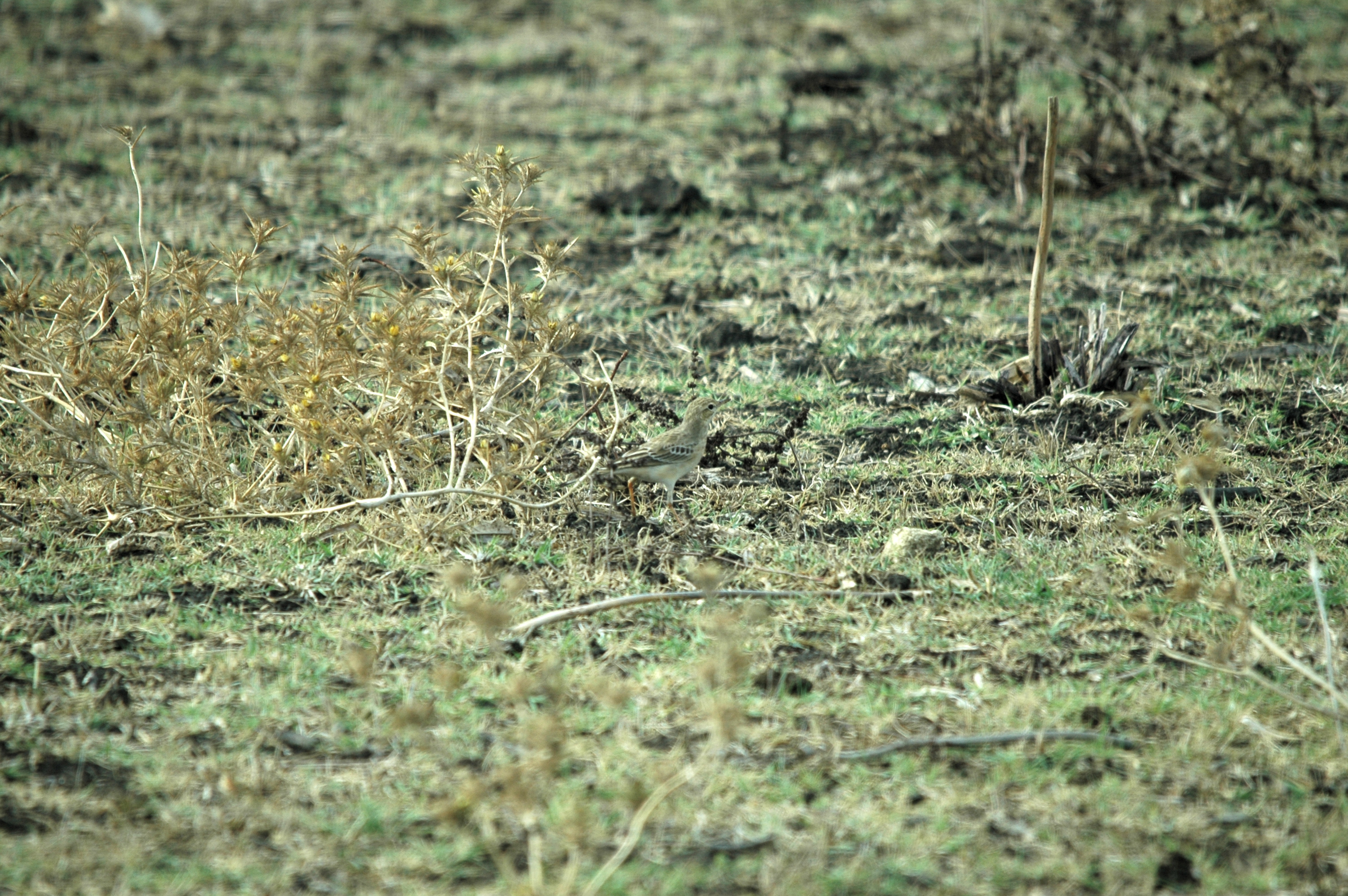 photos/wildlife/Bird_Species/134-Wagtails-Pipits/5469-Tawny_Pipit/20090926-Spain-01.jpg