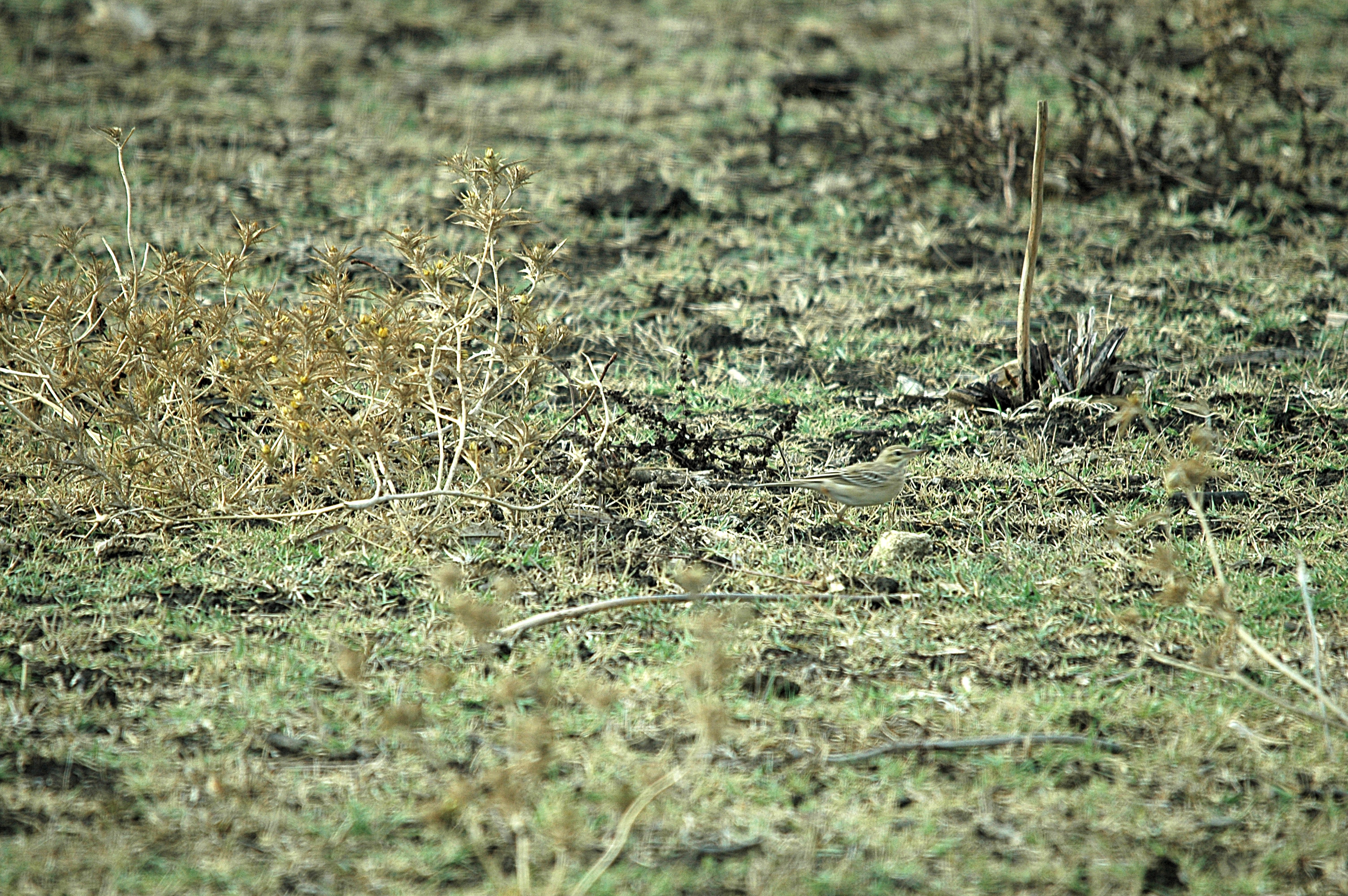 photos/wildlife/Bird_Species/134-Wagtails-Pipits/5469-Tawny_Pipit/20090926-Spain-02.jpg