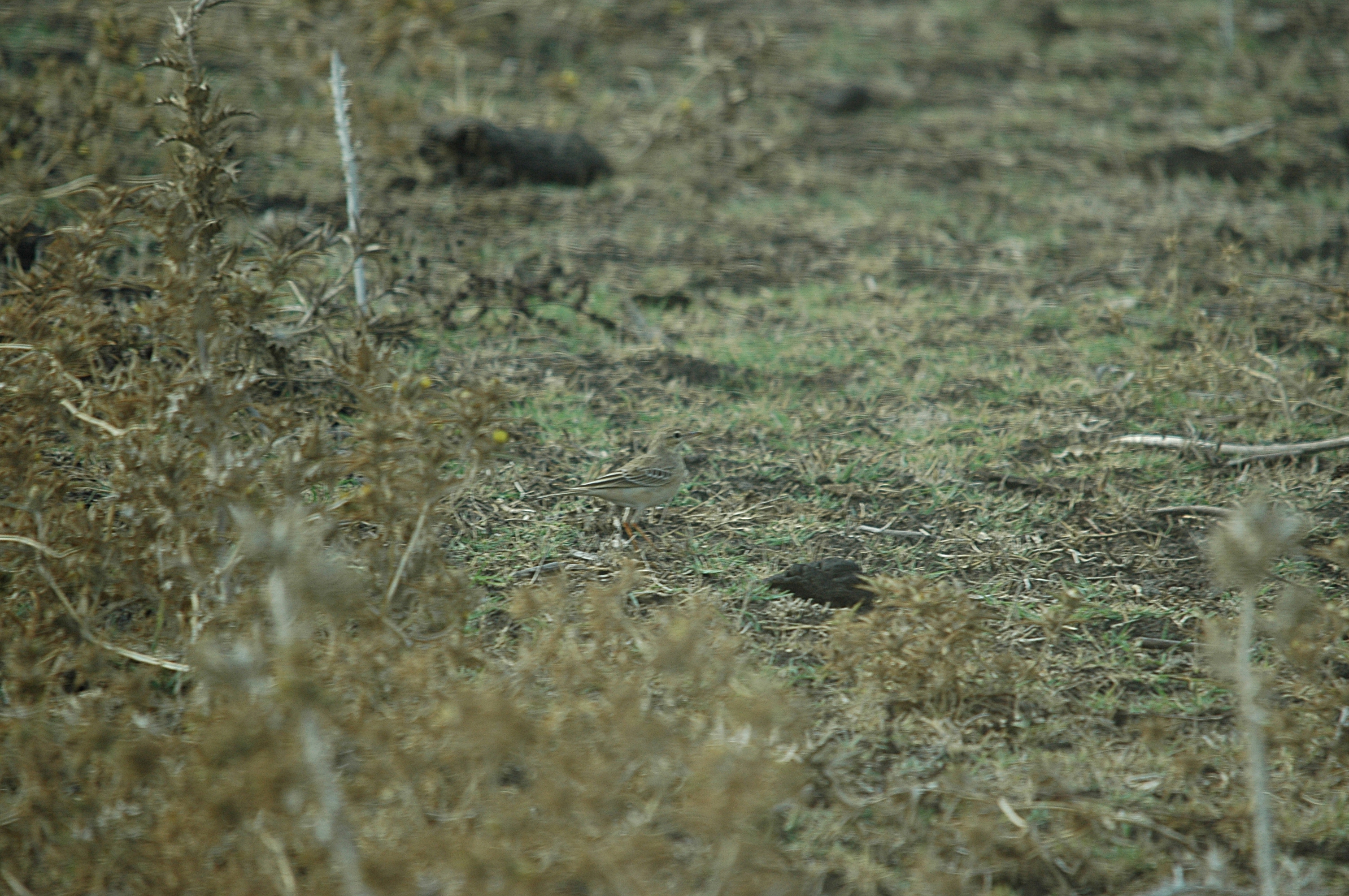 photos/wildlife/Bird_Species/134-Wagtails-Pipits/5469-Tawny_Pipit/20090926-Spain-03.jpg