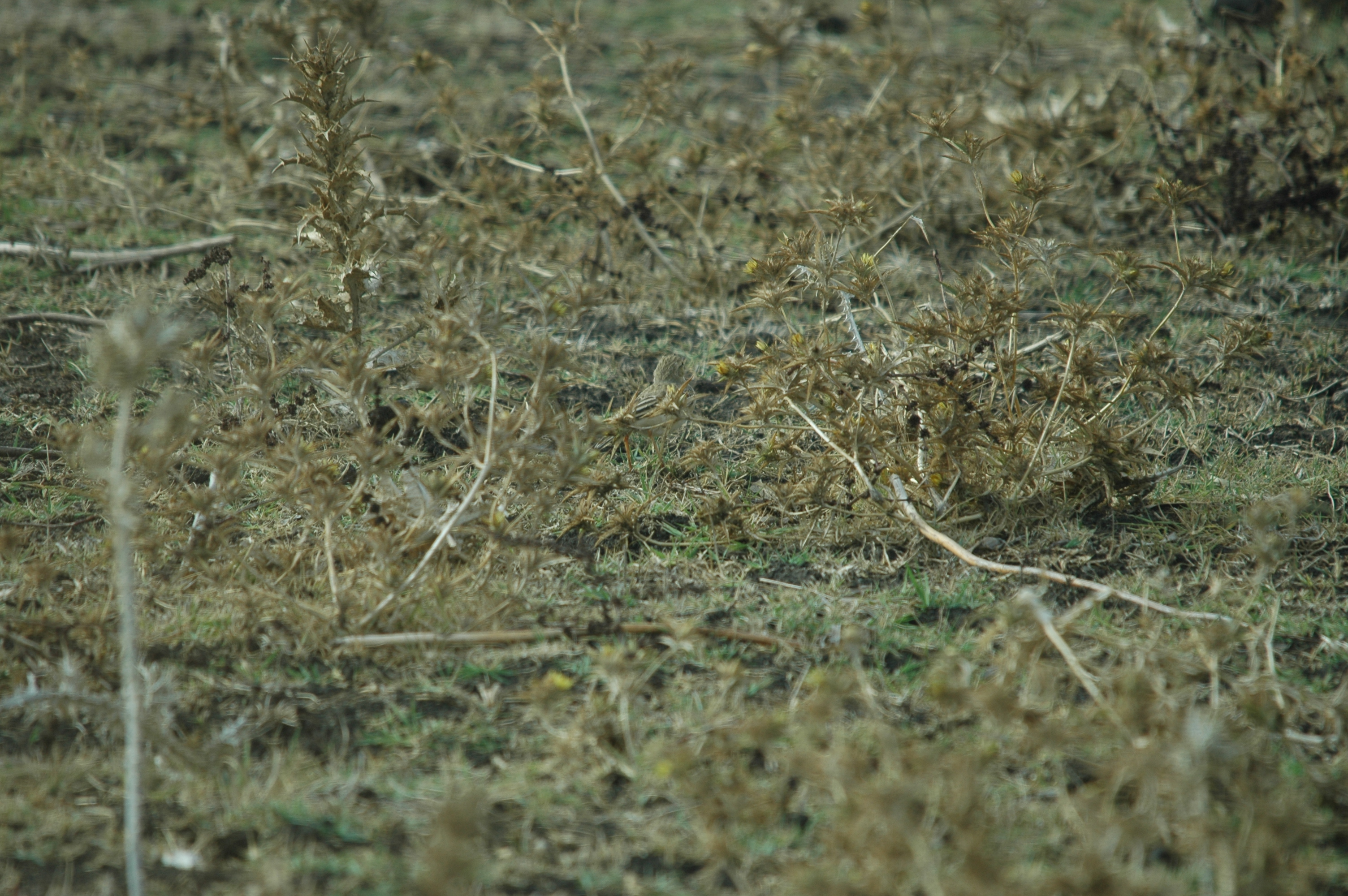 photos/wildlife/Bird_Species/134-Wagtails-Pipits/5469-Tawny_Pipit/20090926-Spain-04.jpg