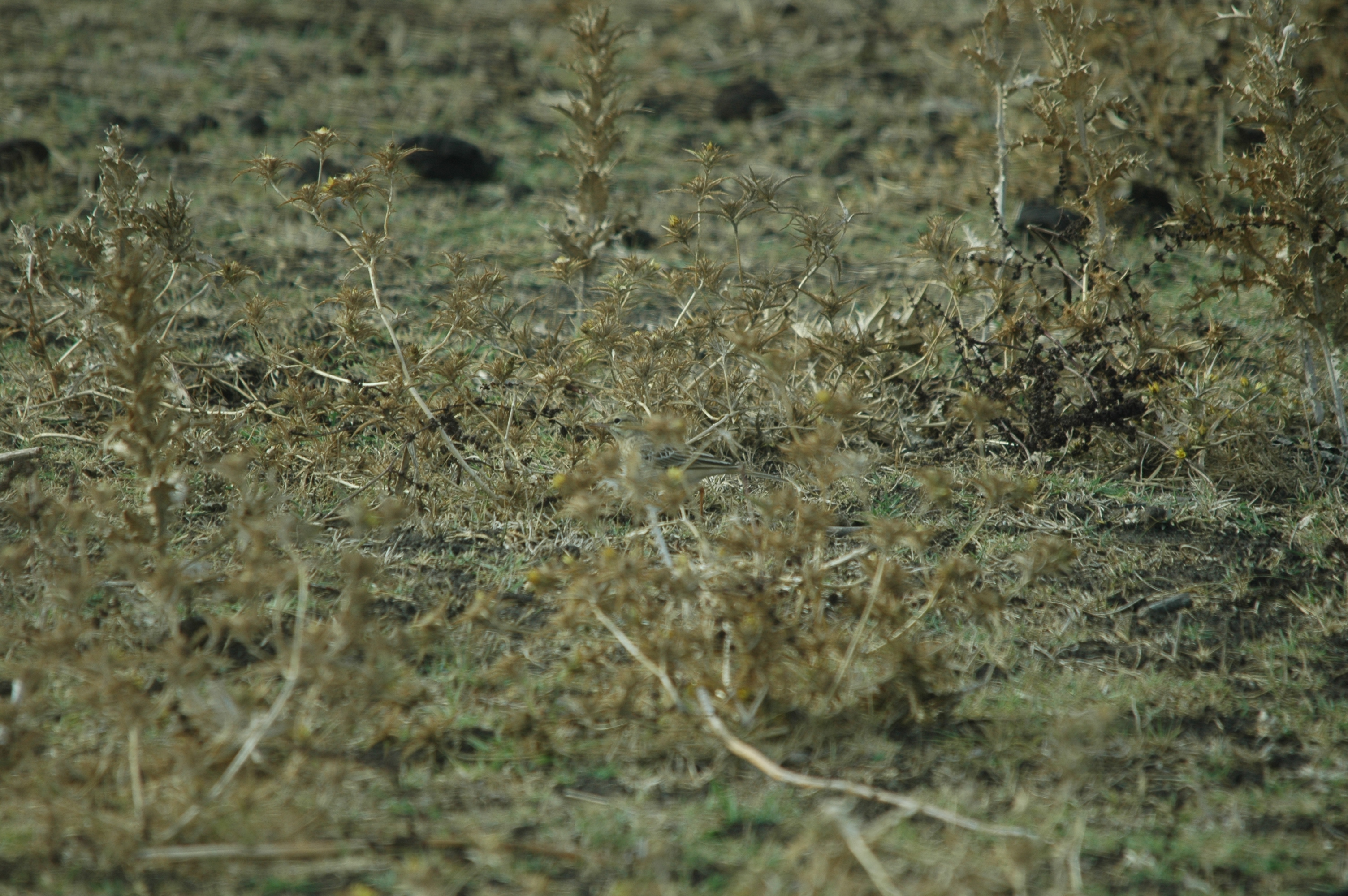 photos/wildlife/Bird_Species/134-Wagtails-Pipits/5469-Tawny_Pipit/20090926-Spain-05.jpg