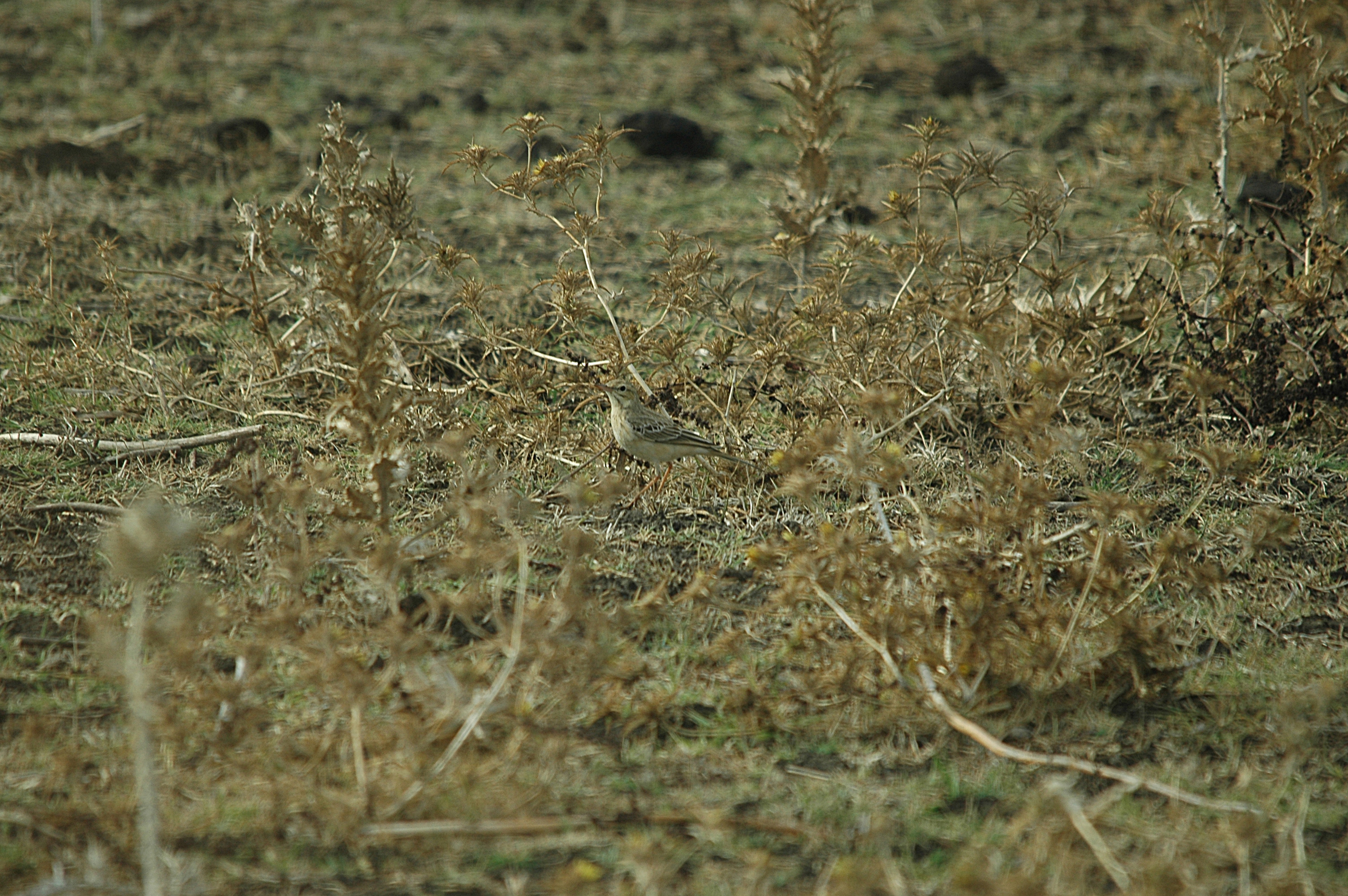 photos/wildlife/Bird_Species/134-Wagtails-Pipits/5469-Tawny_Pipit/20090926-Spain-06.jpg