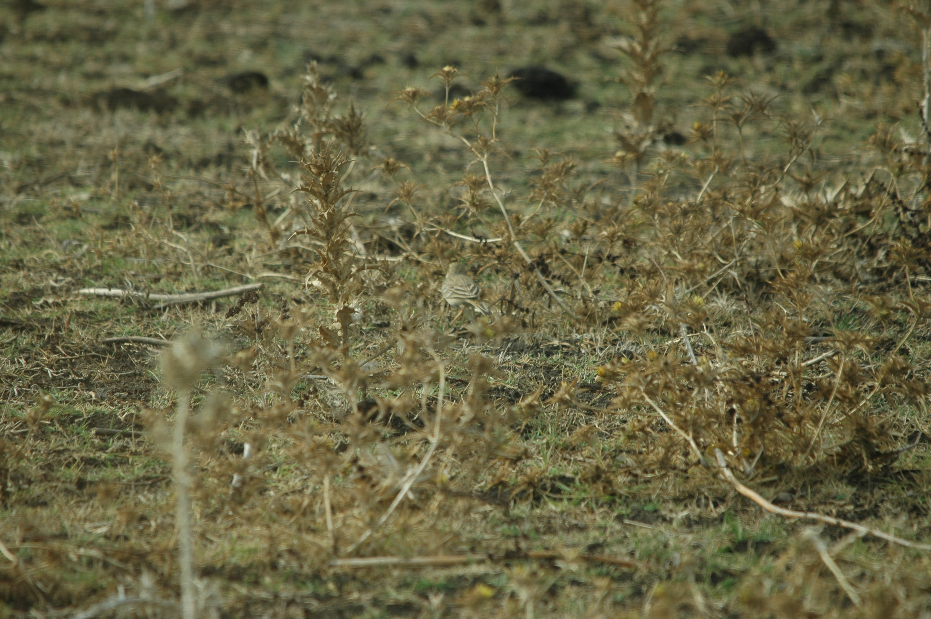photos/wildlife/Bird_Species/134-Wagtails-Pipits/5469-Tawny_Pipit/20090926-Spain-07.jpg