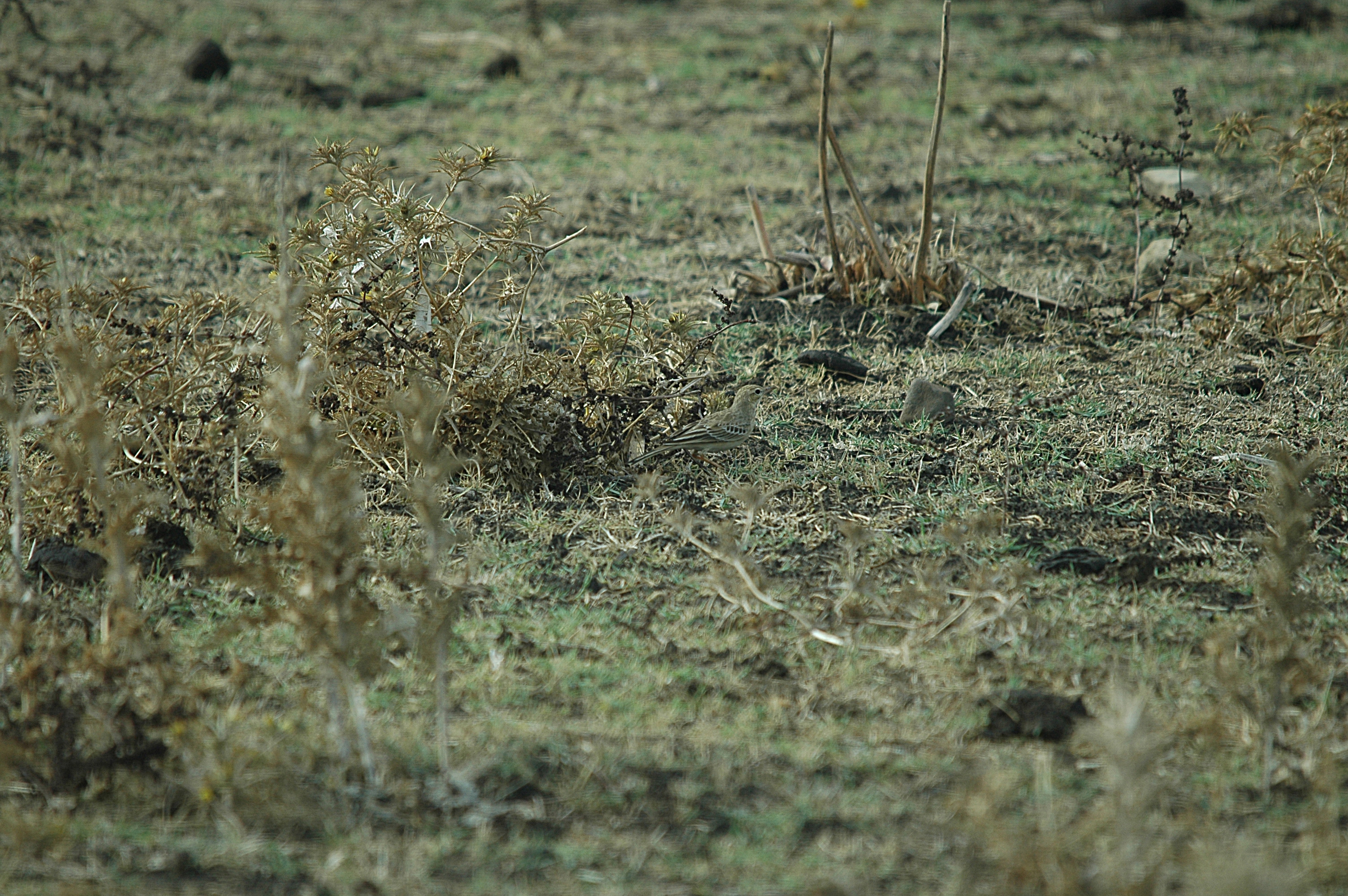 photos/wildlife/Bird_Species/134-Wagtails-Pipits/5469-Tawny_Pipit/20090926-Spain-08.jpg