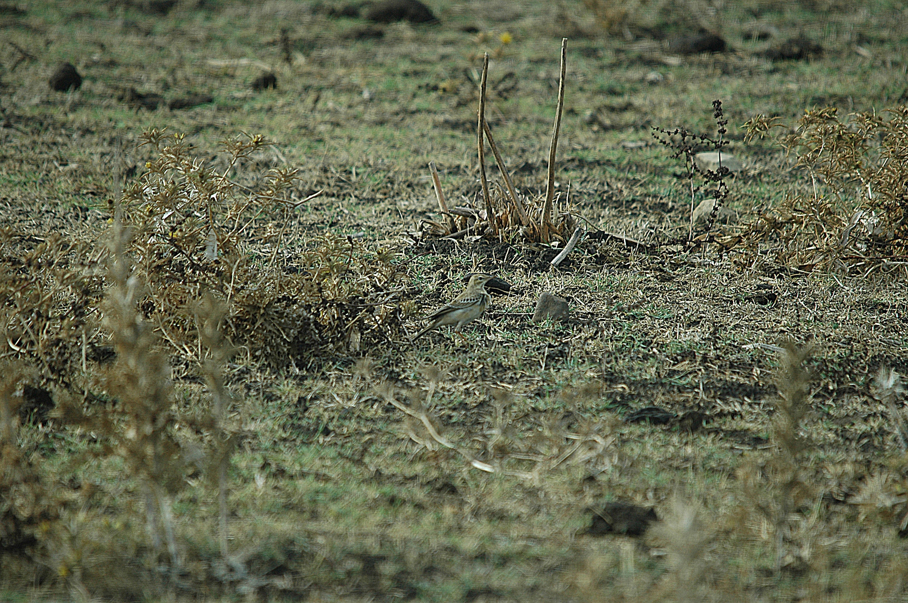 photos/wildlife/Bird_Species/134-Wagtails-Pipits/5469-Tawny_Pipit/20090926-Spain-09.jpg