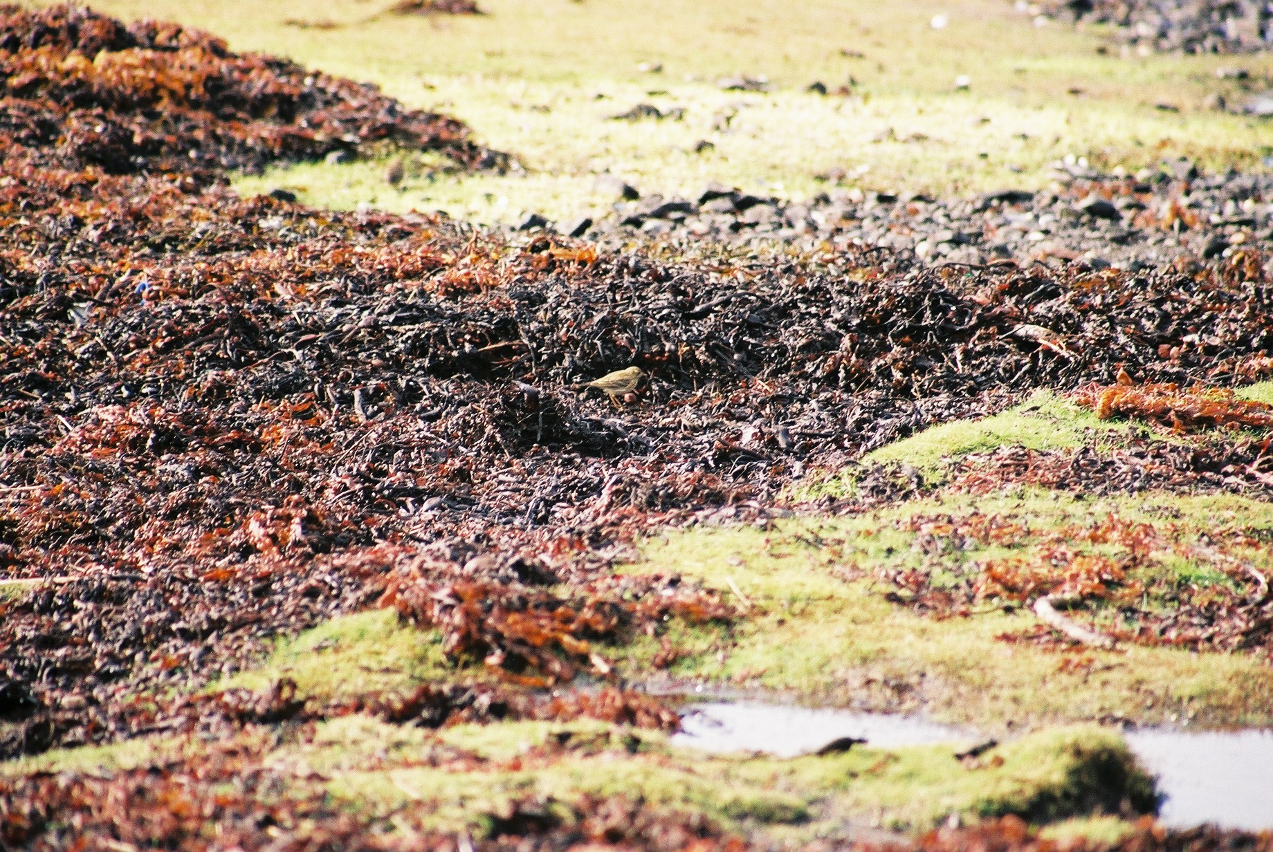 photos/wildlife/Bird_Species/134-Wagtails-Pipits/5478-Meadow_Pipit/20040327-Mull-01.jpg