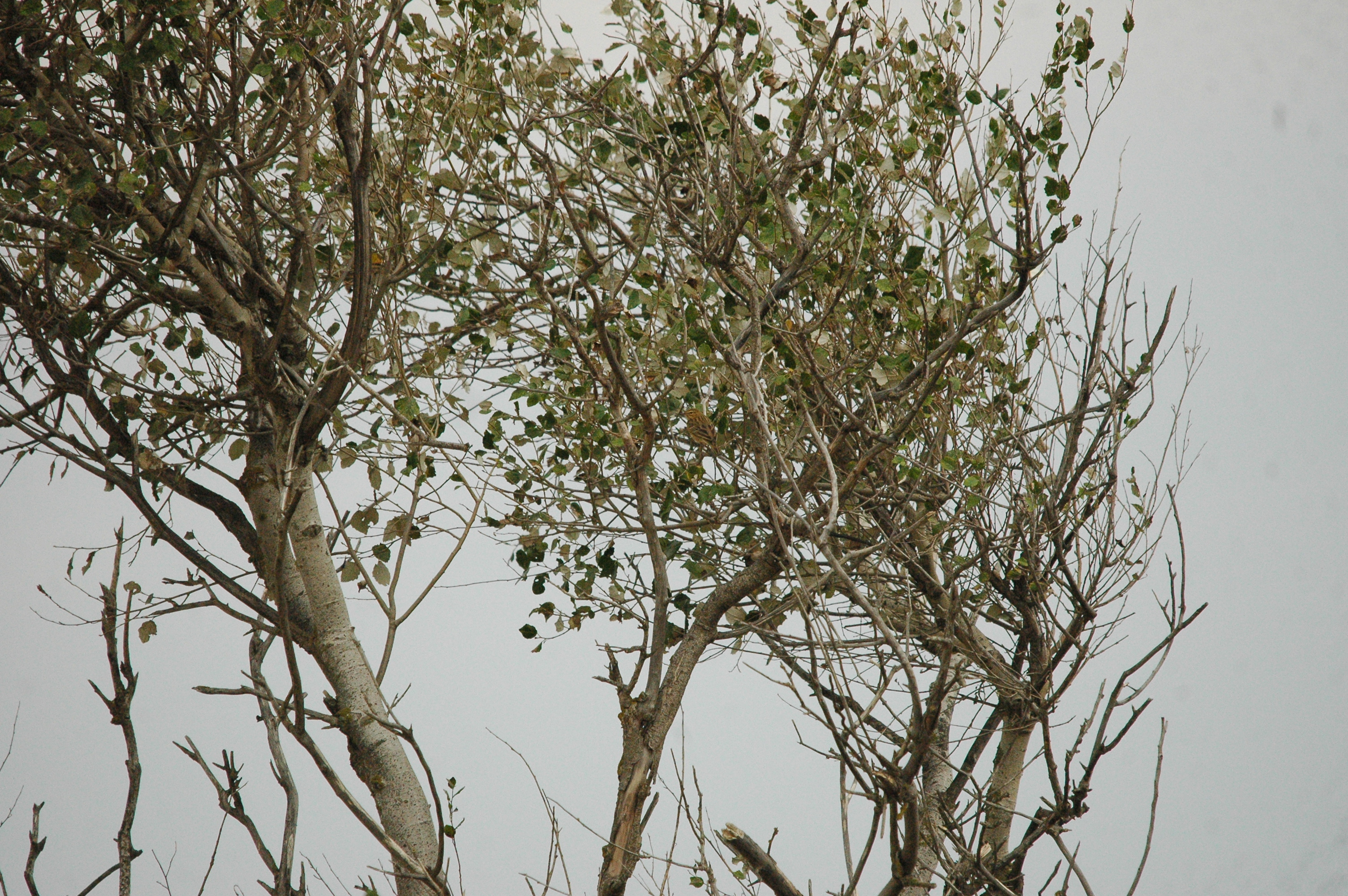 photos/wildlife/Bird_Species/134-Wagtails-Pipits/5479-Eurasian_Tree-Pipit/20090927-Spain-01.jpg