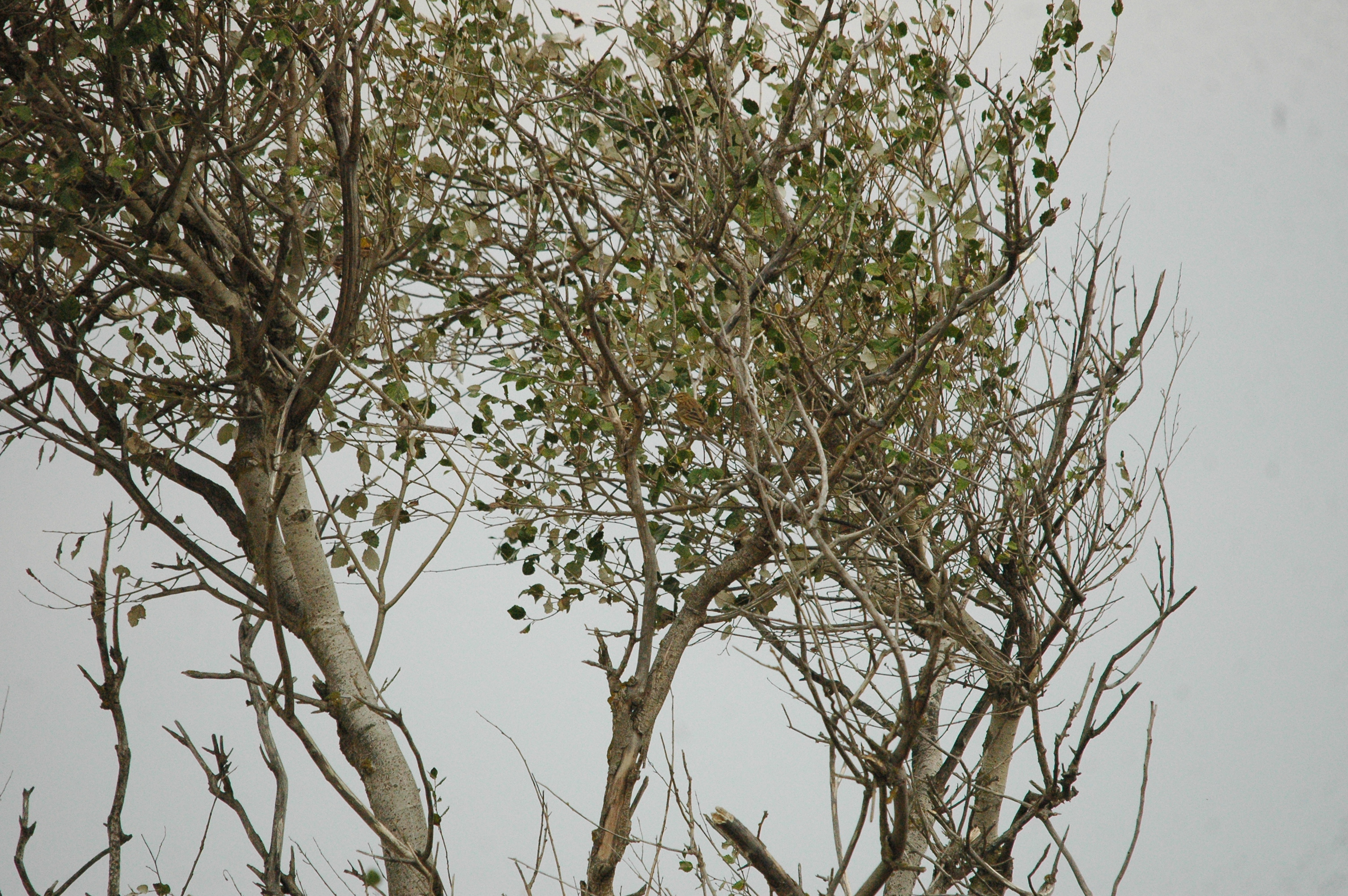 photos/wildlife/Bird_Species/134-Wagtails-Pipits/5479-Eurasian_Tree-Pipit/20090927-Spain-02.jpg