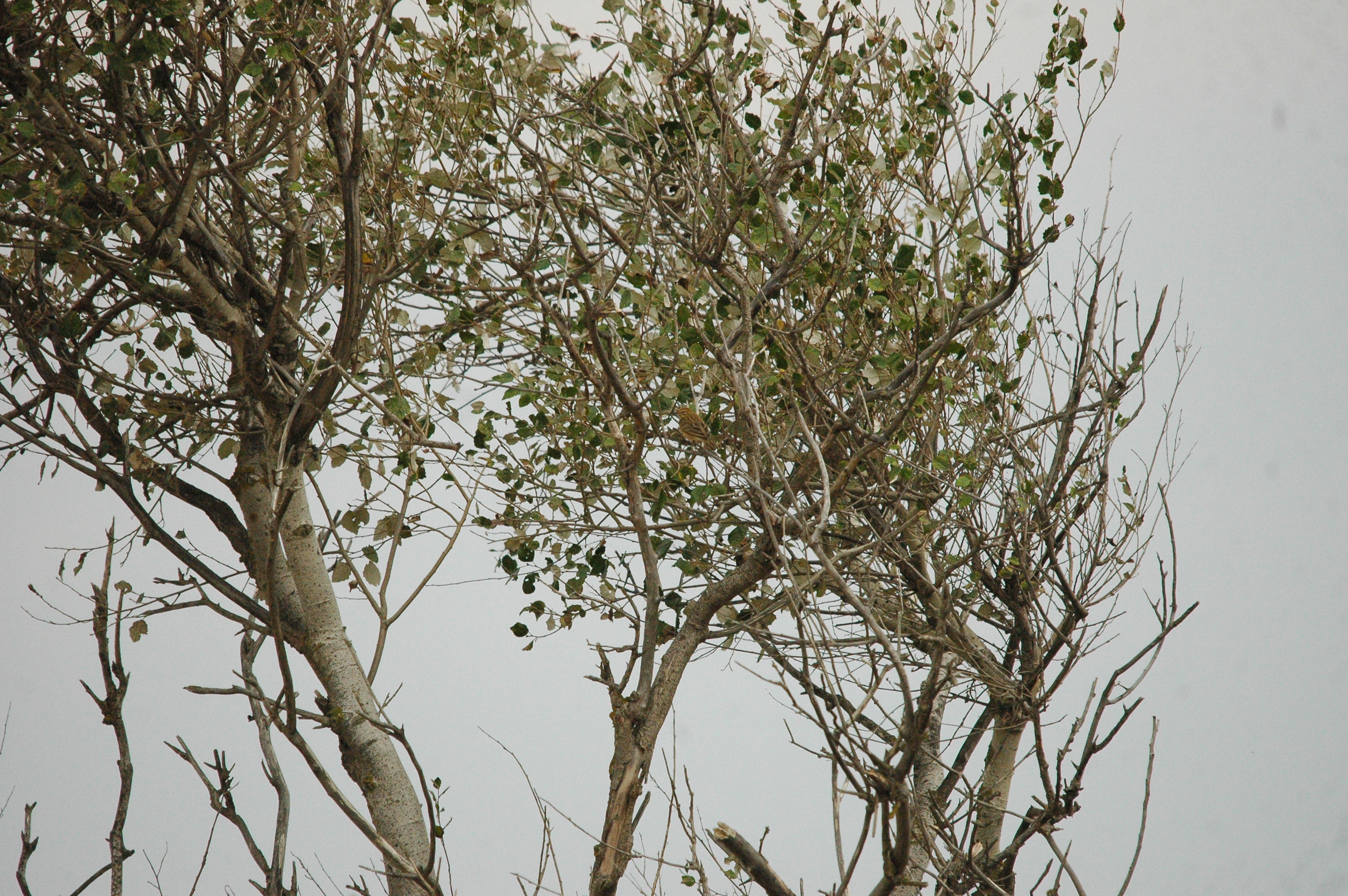 photos/wildlife/Bird_Species/134-Wagtails-Pipits/5479-Eurasian_Tree-Pipit/20090927-Spain-03.jpg