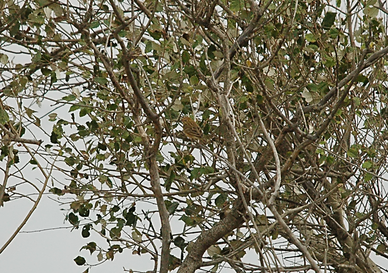 photos/wildlife/Bird_Species/134-Wagtails-Pipits/5479-Eurasian_Tree-Pipit/20090927-Spain-03_sm.jpg