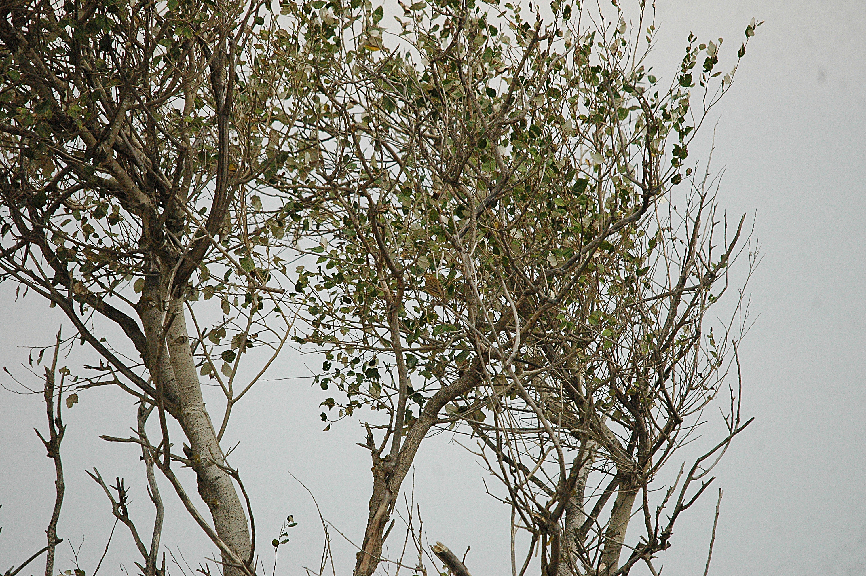 photos/wildlife/Bird_Species/134-Wagtails-Pipits/5479-Eurasian_Tree-Pipit/20090927-Spain-04.jpg