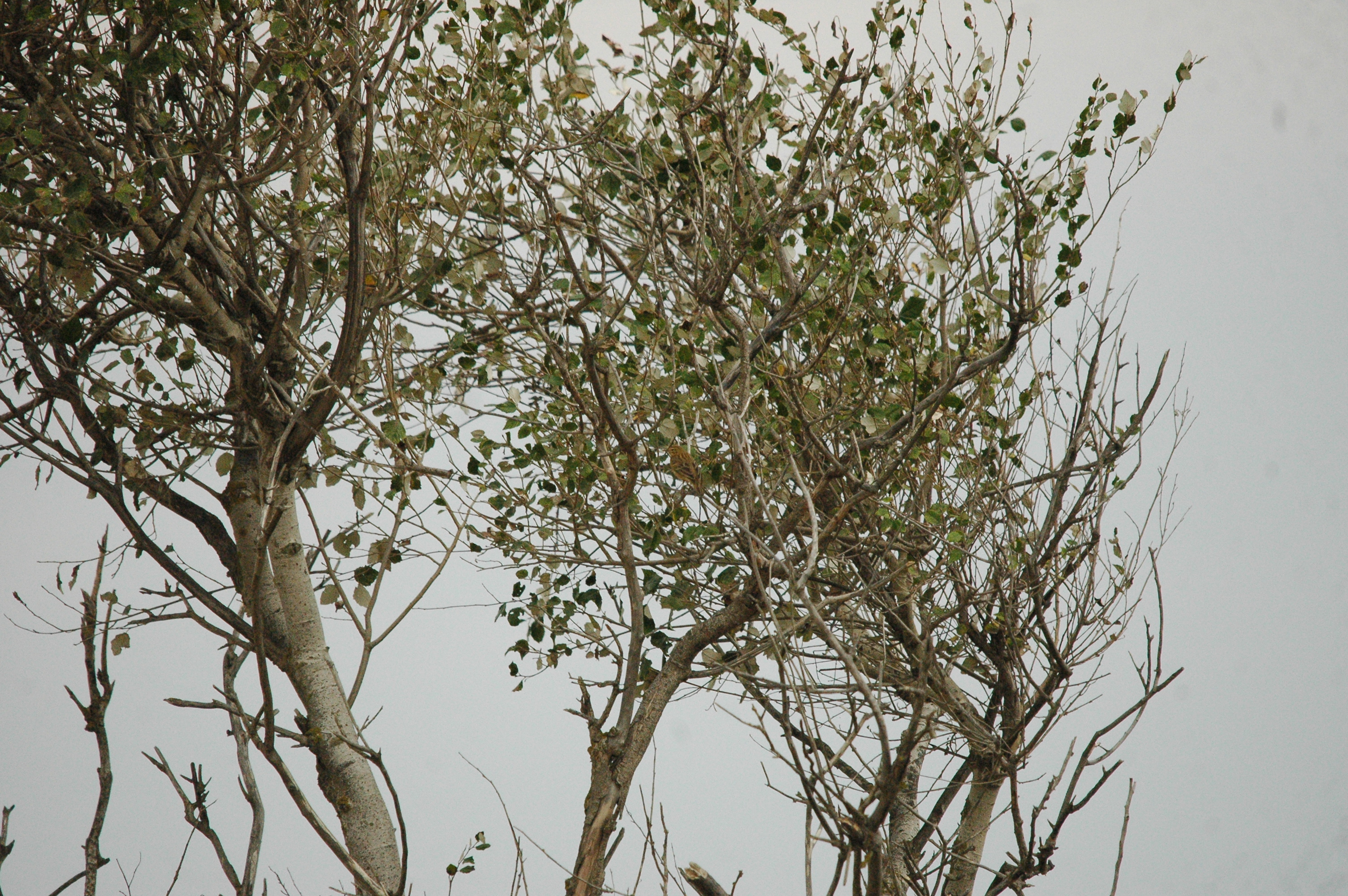 photos/wildlife/Bird_Species/134-Wagtails-Pipits/5479-Eurasian_Tree-Pipit/20090927-Spain-05.jpg