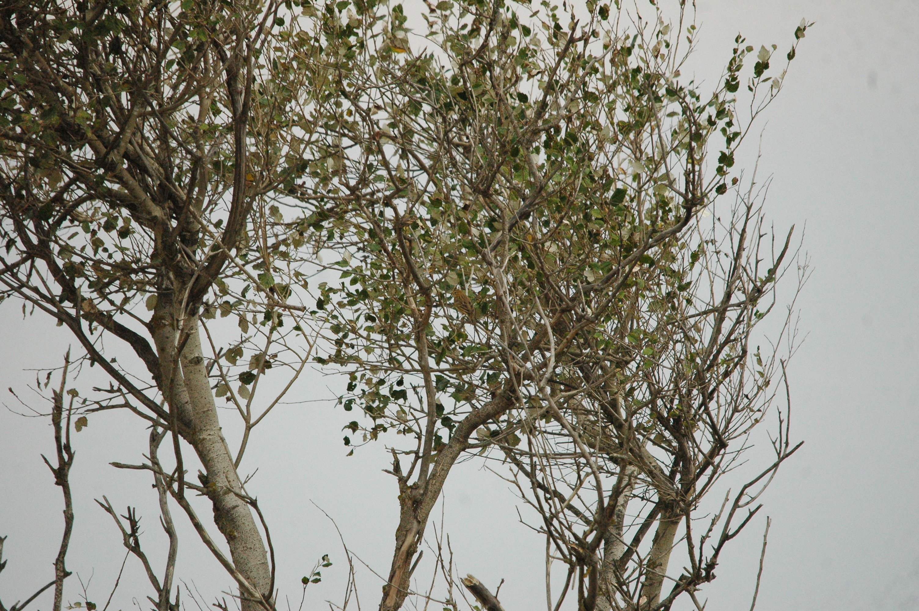 photos/wildlife/Bird_Species/134-Wagtails-Pipits/5479-Eurasian_Tree-Pipit/20090927-Spain-06.jpg