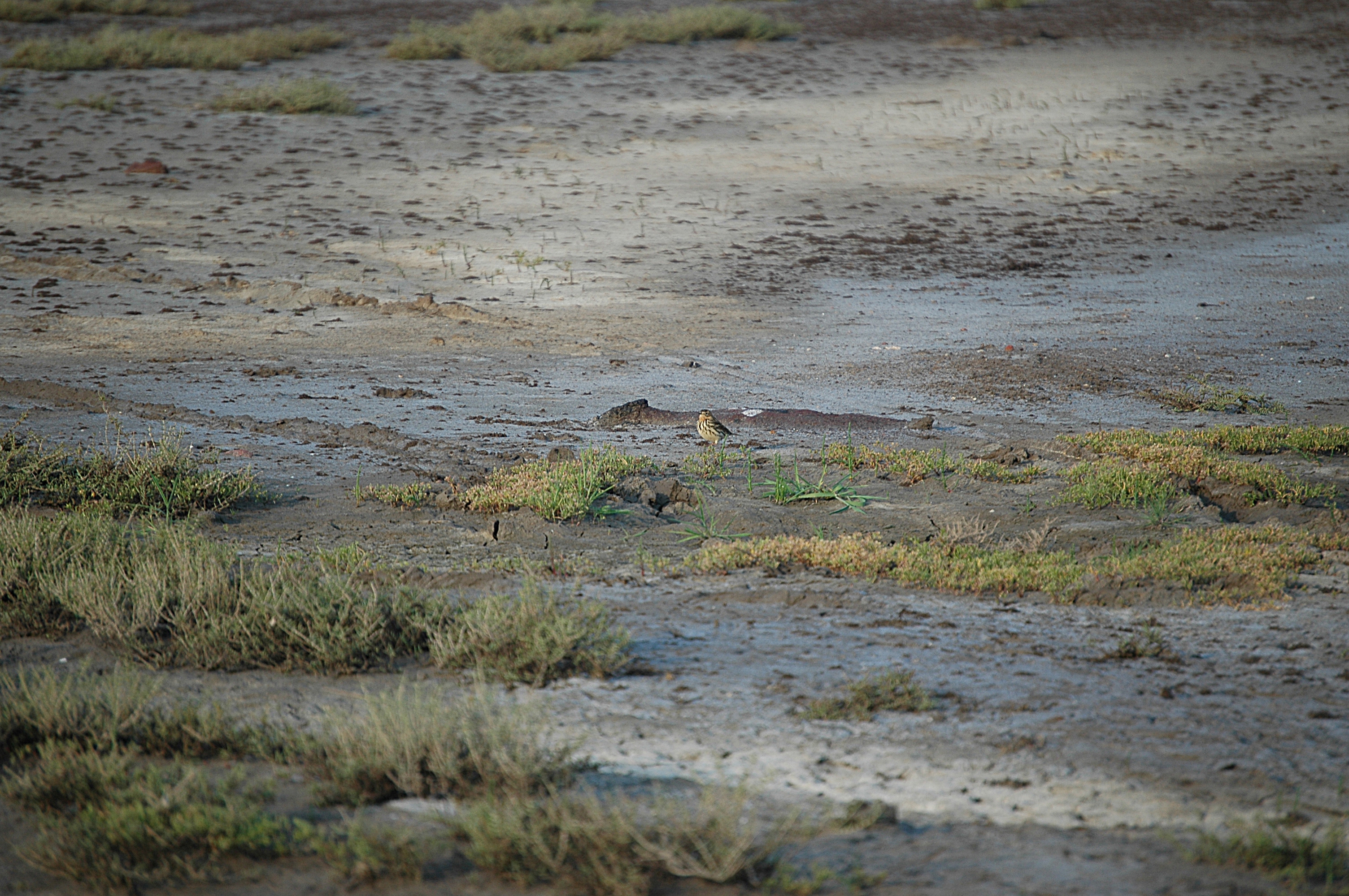 photos/wildlife/Bird_Species/134-Wagtails-Pipits/5482-Red-throated_Pipit/20060425-Lesvos-01.jpg