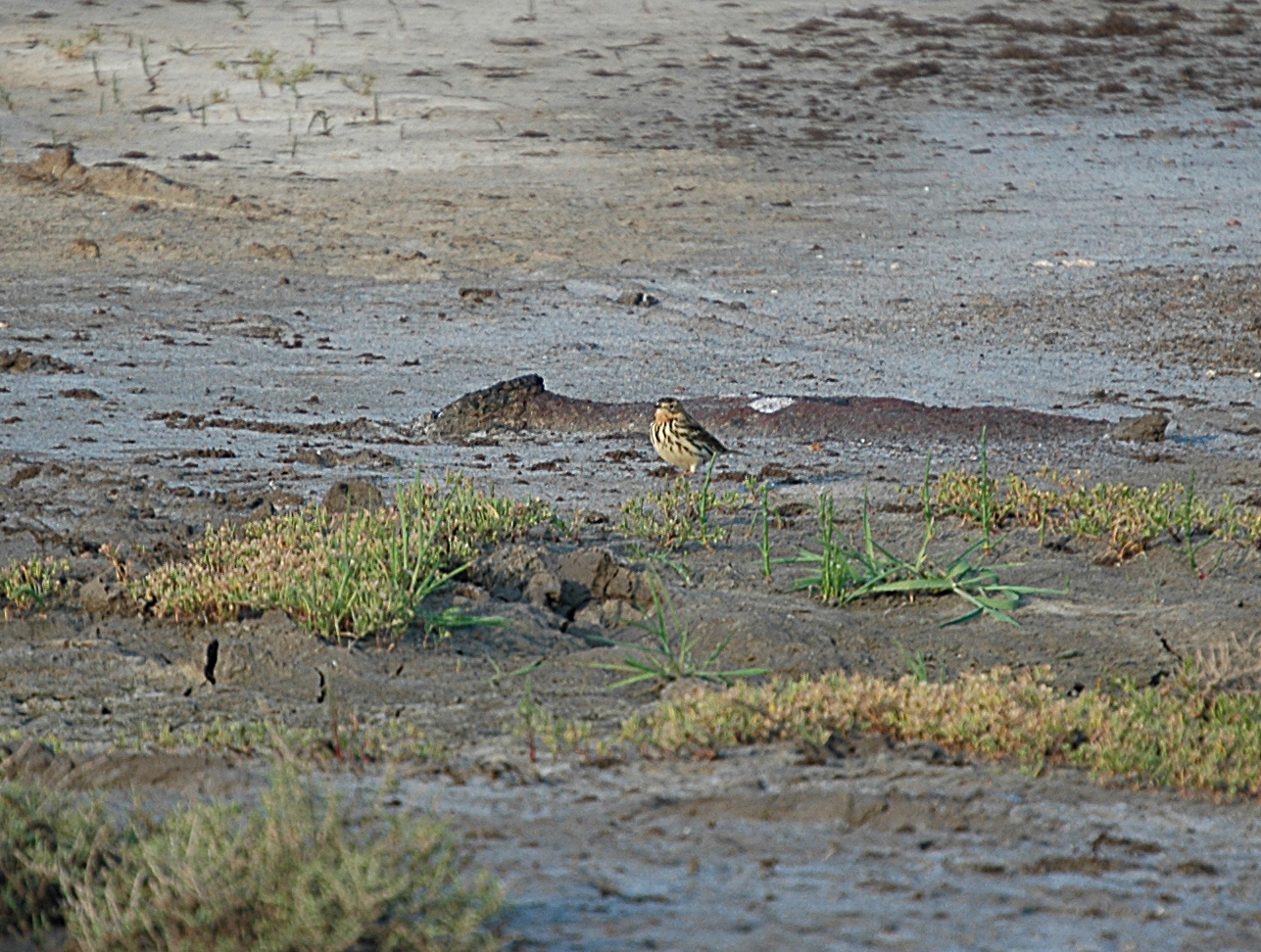 photos/wildlife/Bird_Species/134-Wagtails-Pipits/5482-Red-throated_Pipit/20060425-Lesvos-01_sm.jpg