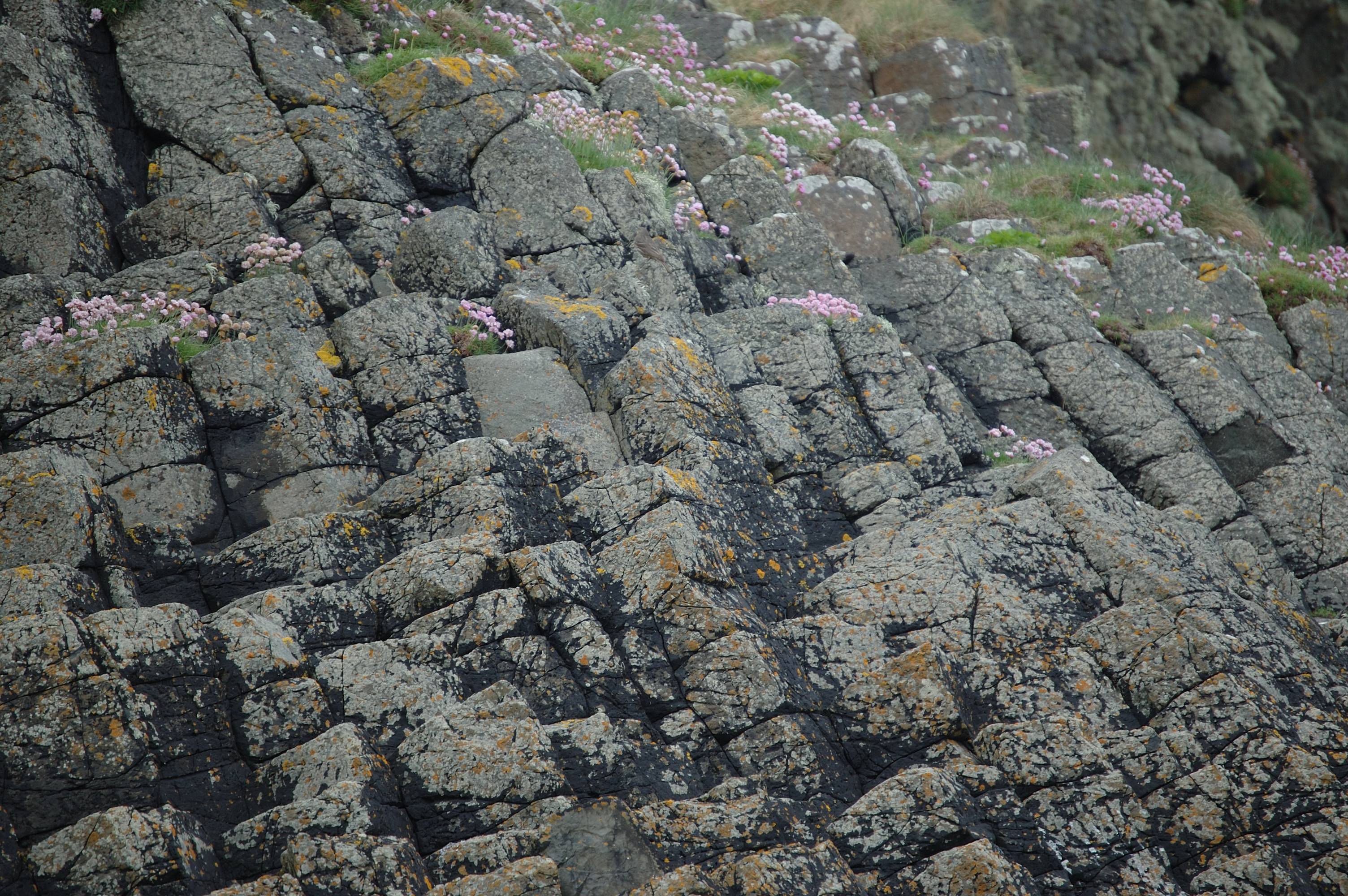 photos/wildlife/Bird_Species/134-Wagtails-Pipits/5487-Rock_Pipit/20080515-Staffa-01.jpg