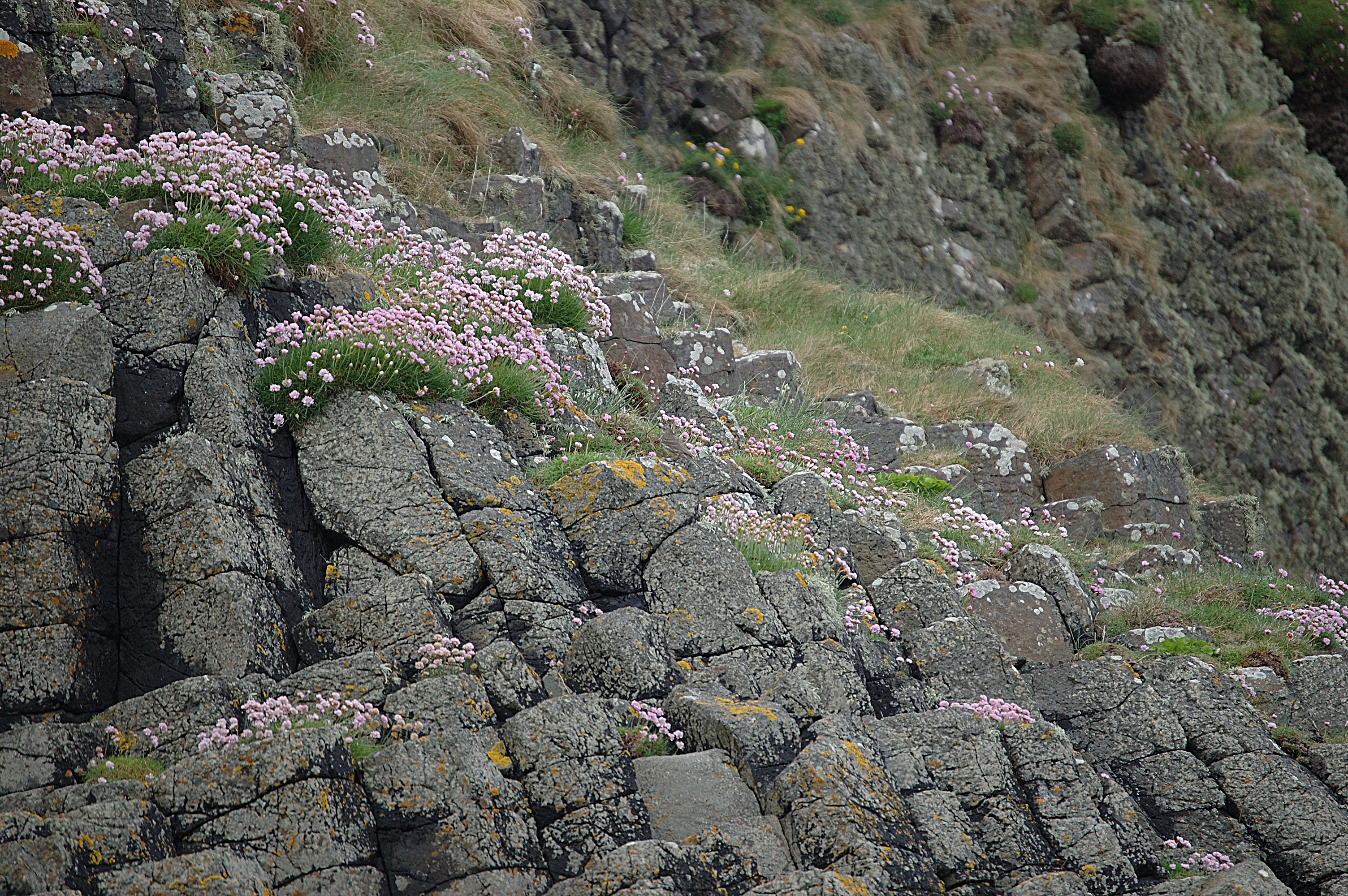 photos/wildlife/Bird_Species/134-Wagtails-Pipits/5487-Rock_Pipit/20080515-Staffa-02.jpg