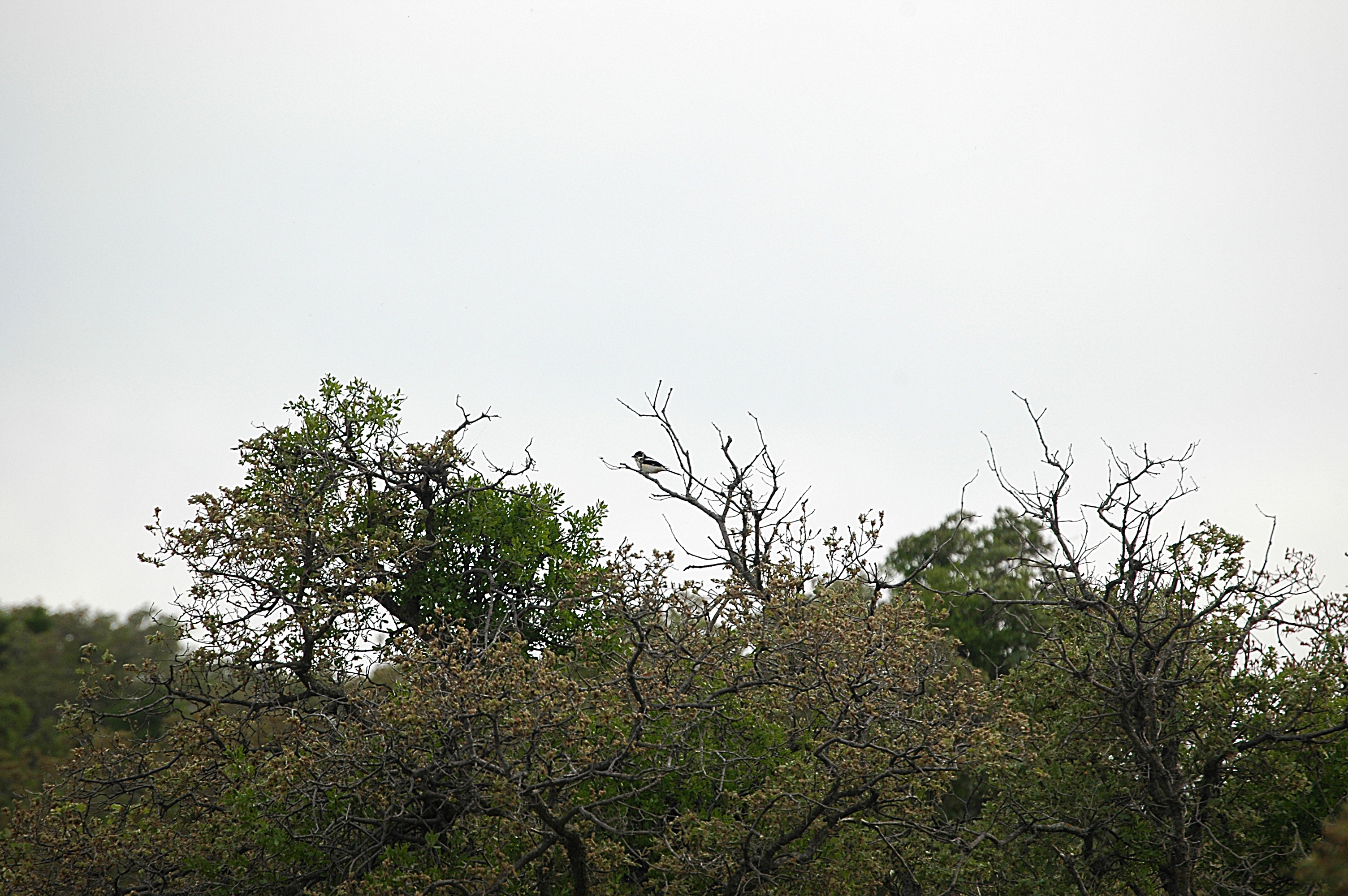photos/wildlife/Bird_Species/138-Shrikes/5832-Masked_Shrike/20060427-Lesvos-01.jpg