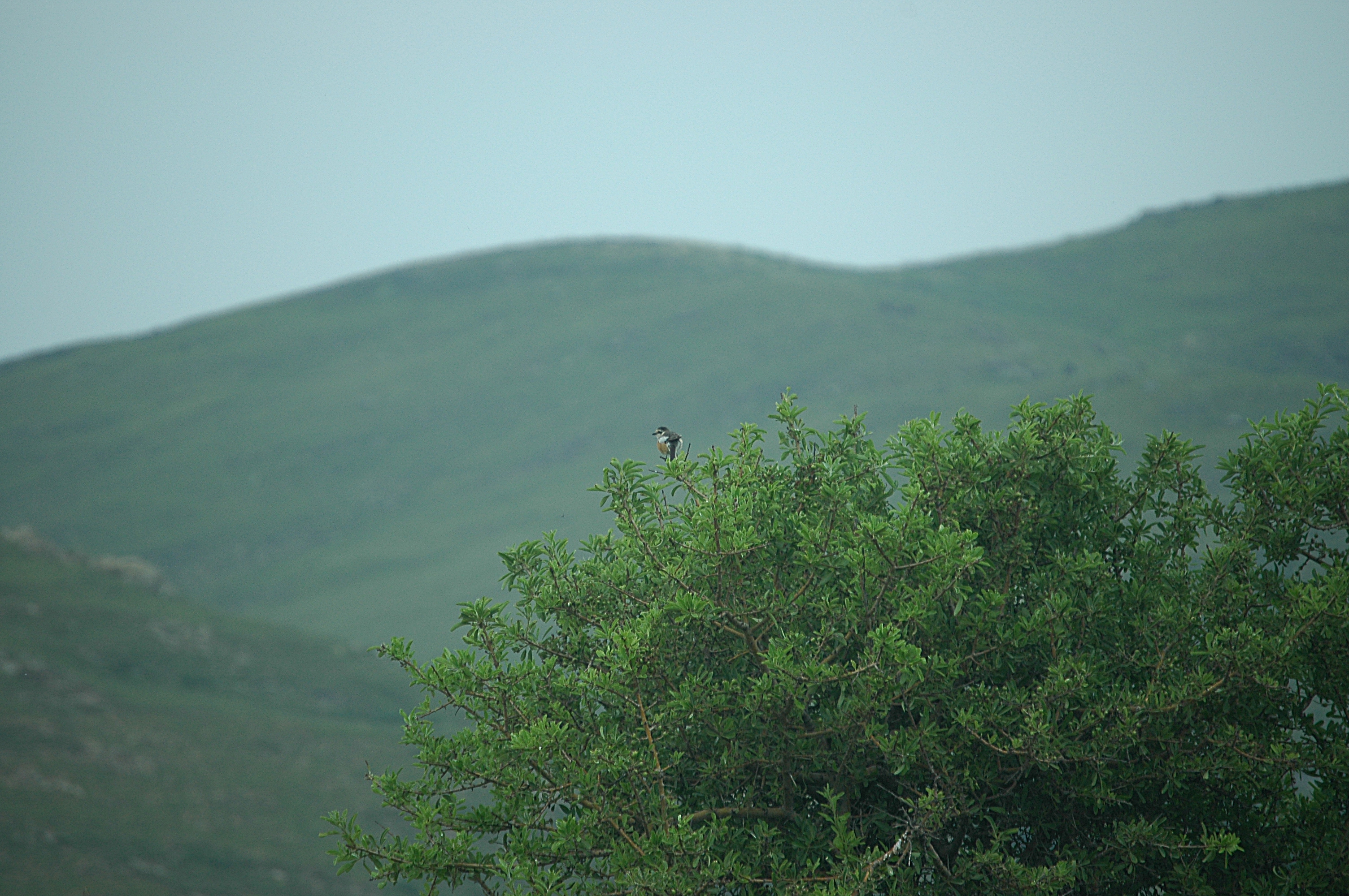 photos/wildlife/Bird_Species/138-Shrikes/5832-Masked_Shrike/20060428-Lesvos-01.jpg