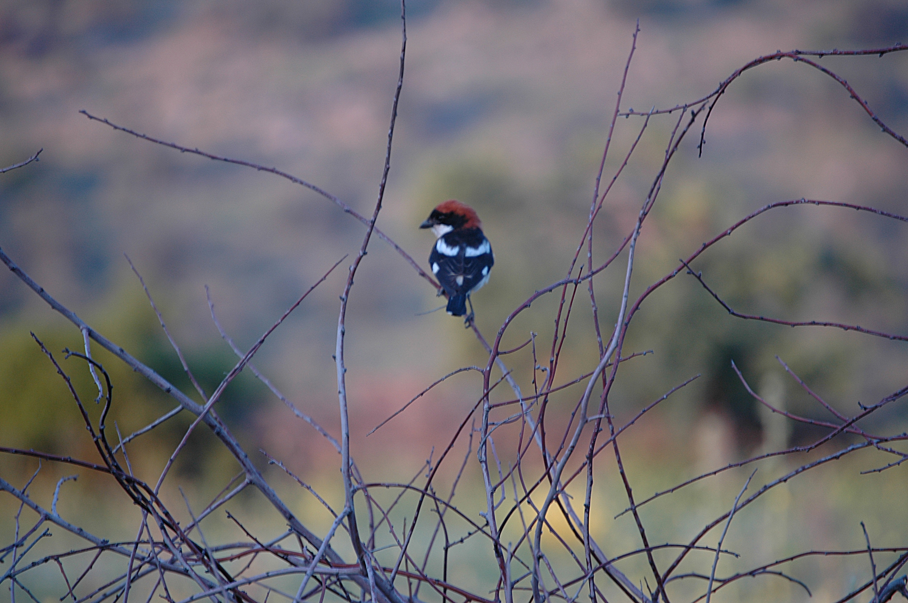photos/wildlife/Bird_Species/138-Shrikes/5833-Woodchat_Shrike/20060427-Lesvos-01.jpg