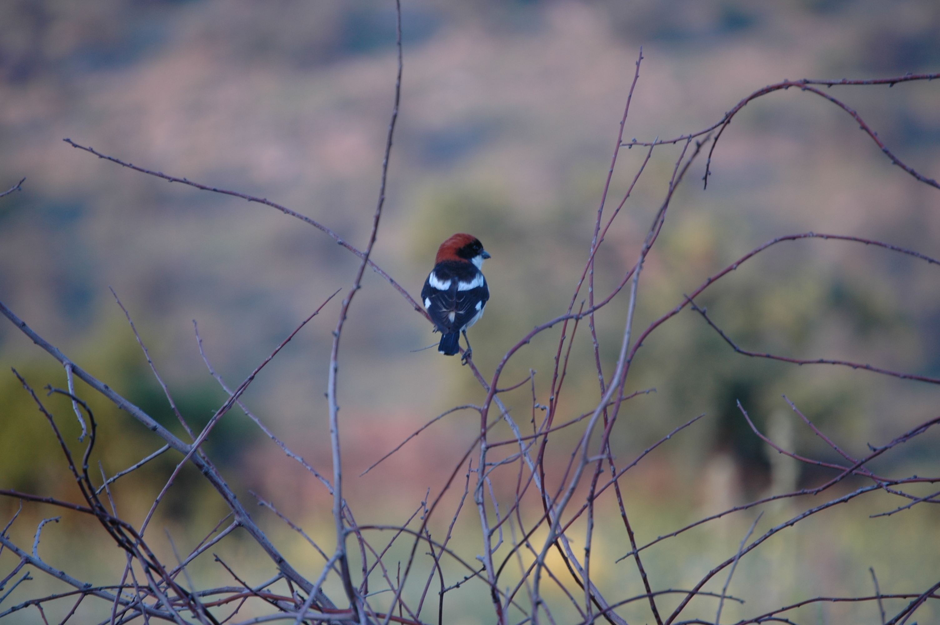 photos/wildlife/Bird_Species/138-Shrikes/5833-Woodchat_Shrike/20060427-Lesvos-02.jpg