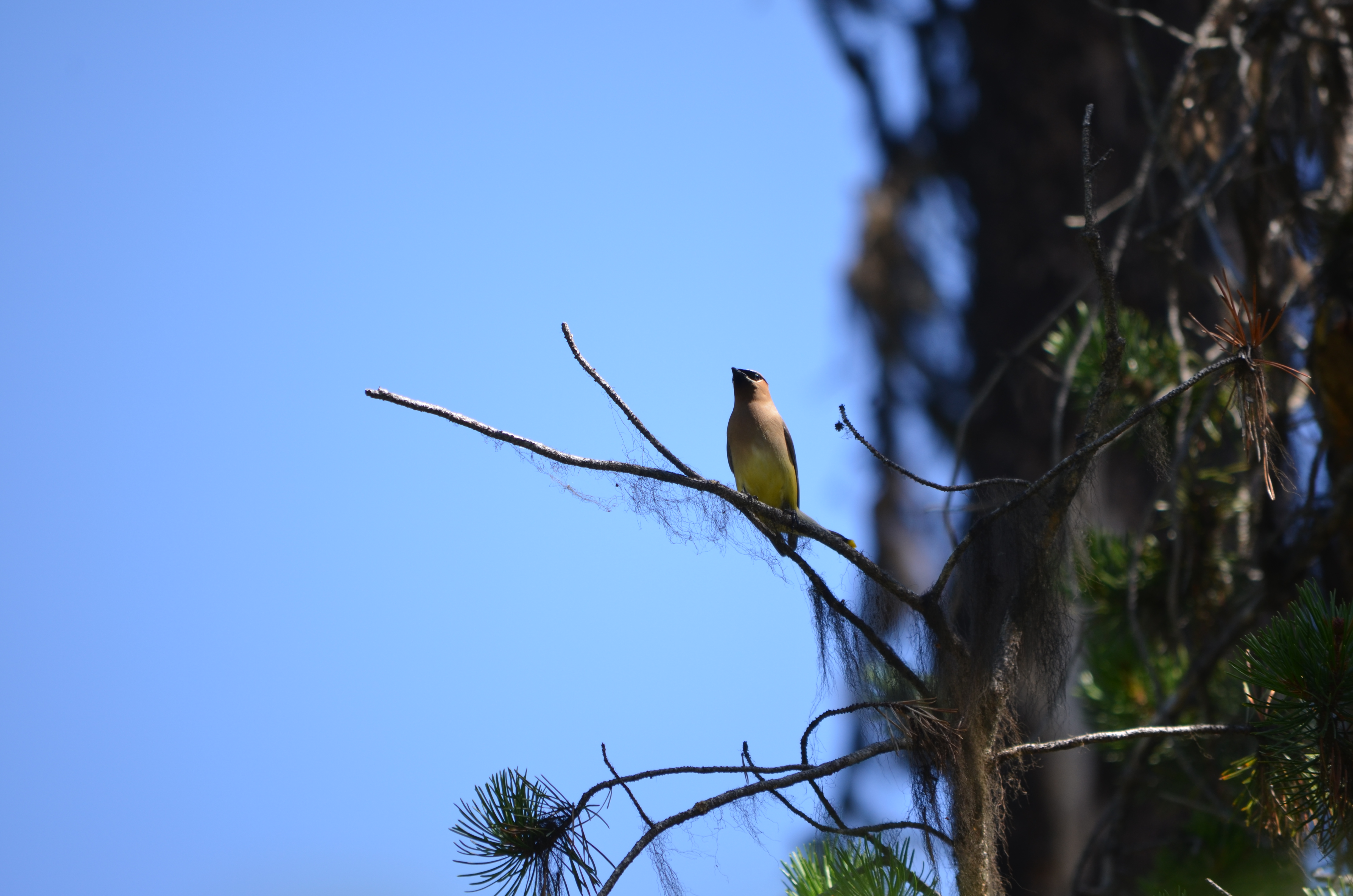 photos/wildlife/Bird_Species/140-Waxwings--Silky-Flycatchers/5851-Cedar_Waxwing/DSC_0895.JPG
