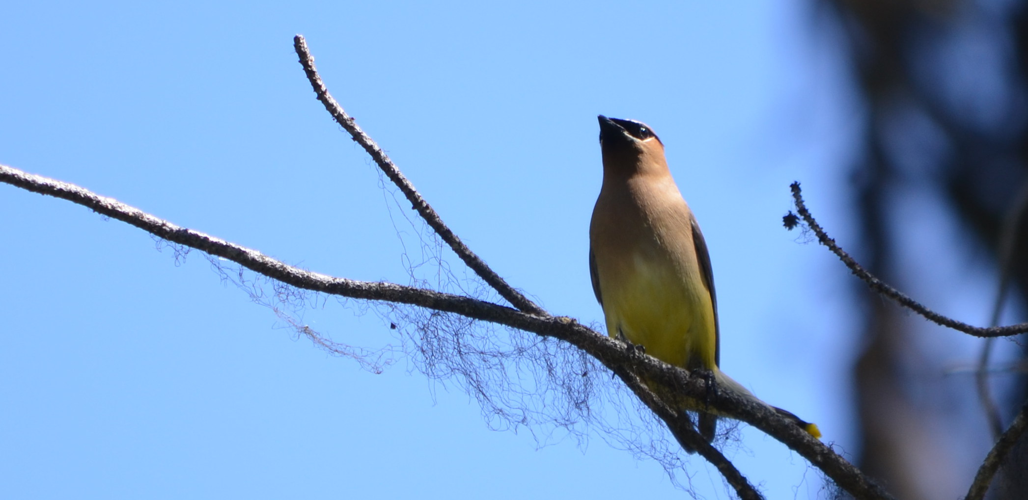 photos/wildlife/Bird_Species/140-Waxwings--Silky-Flycatchers/5851-Cedar_Waxwing/DSC_0895_small.jpg