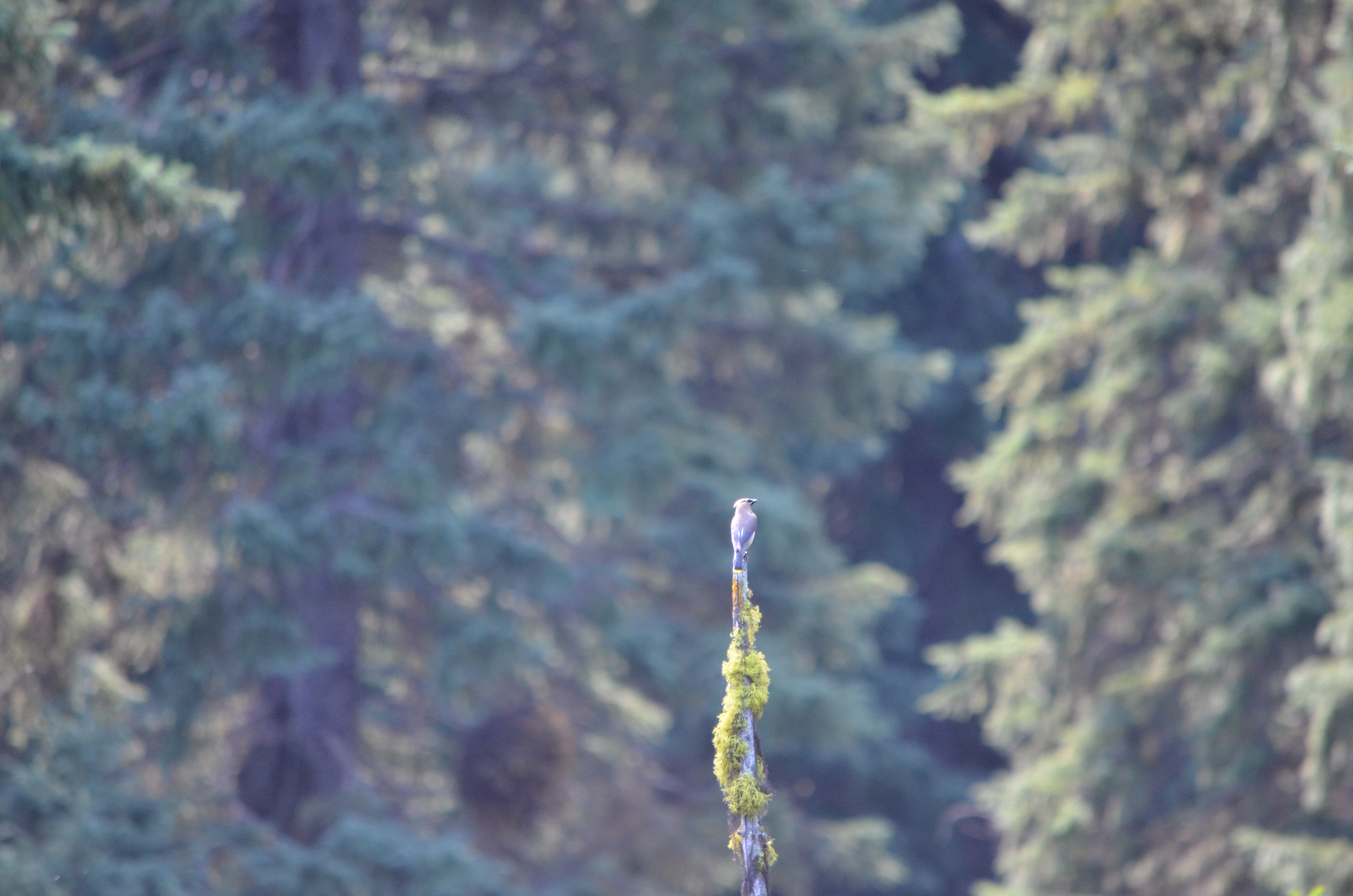 photos/wildlife/Bird_Species/140-Waxwings--Silky-Flycatchers/5851-Cedar_Waxwing/DSC_0896.JPG