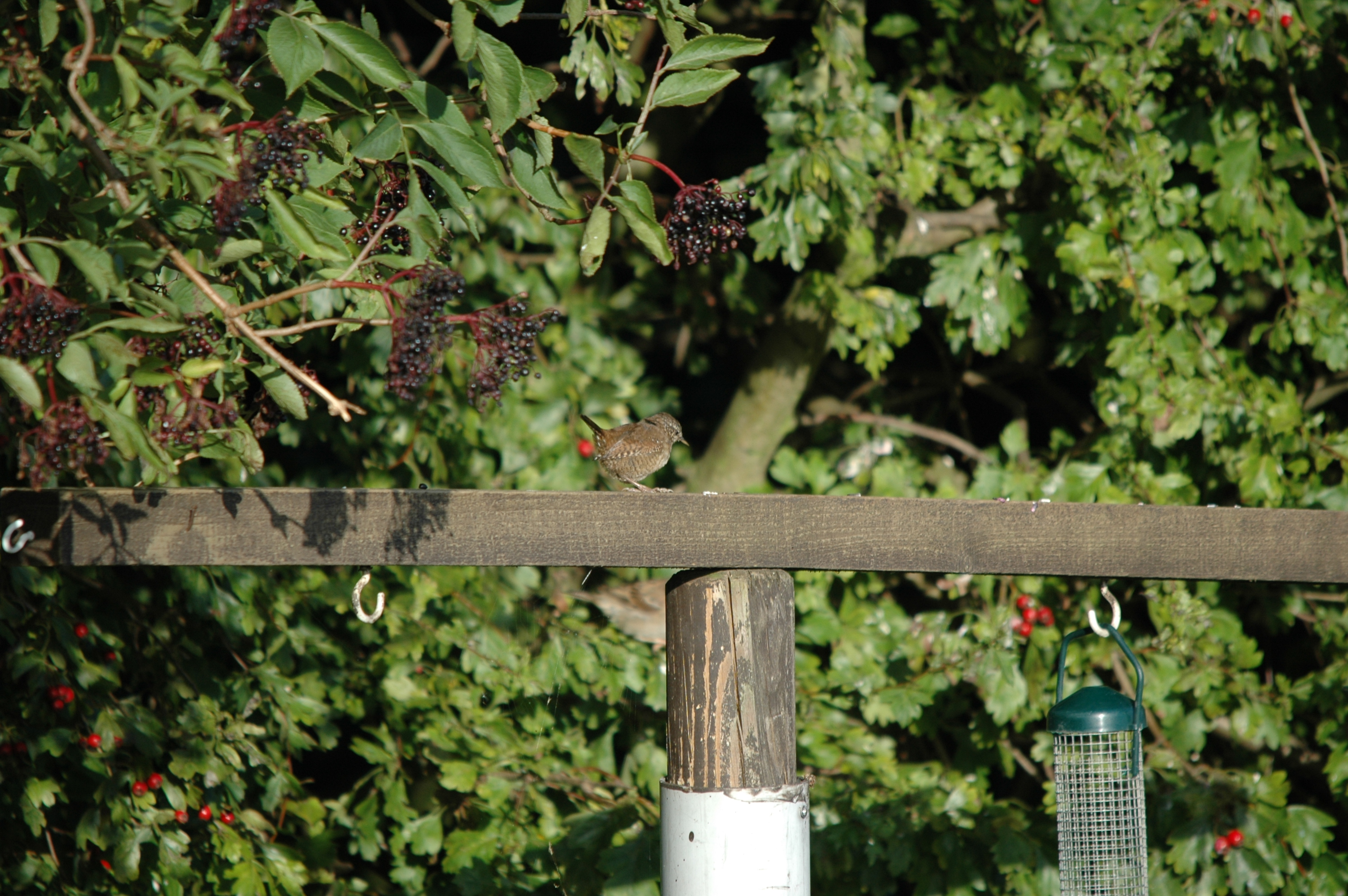 photos/wildlife/Bird_Species/143-Wrens/5920-Eurasian_Wren/20090909-Blacktoft-01.jpg
