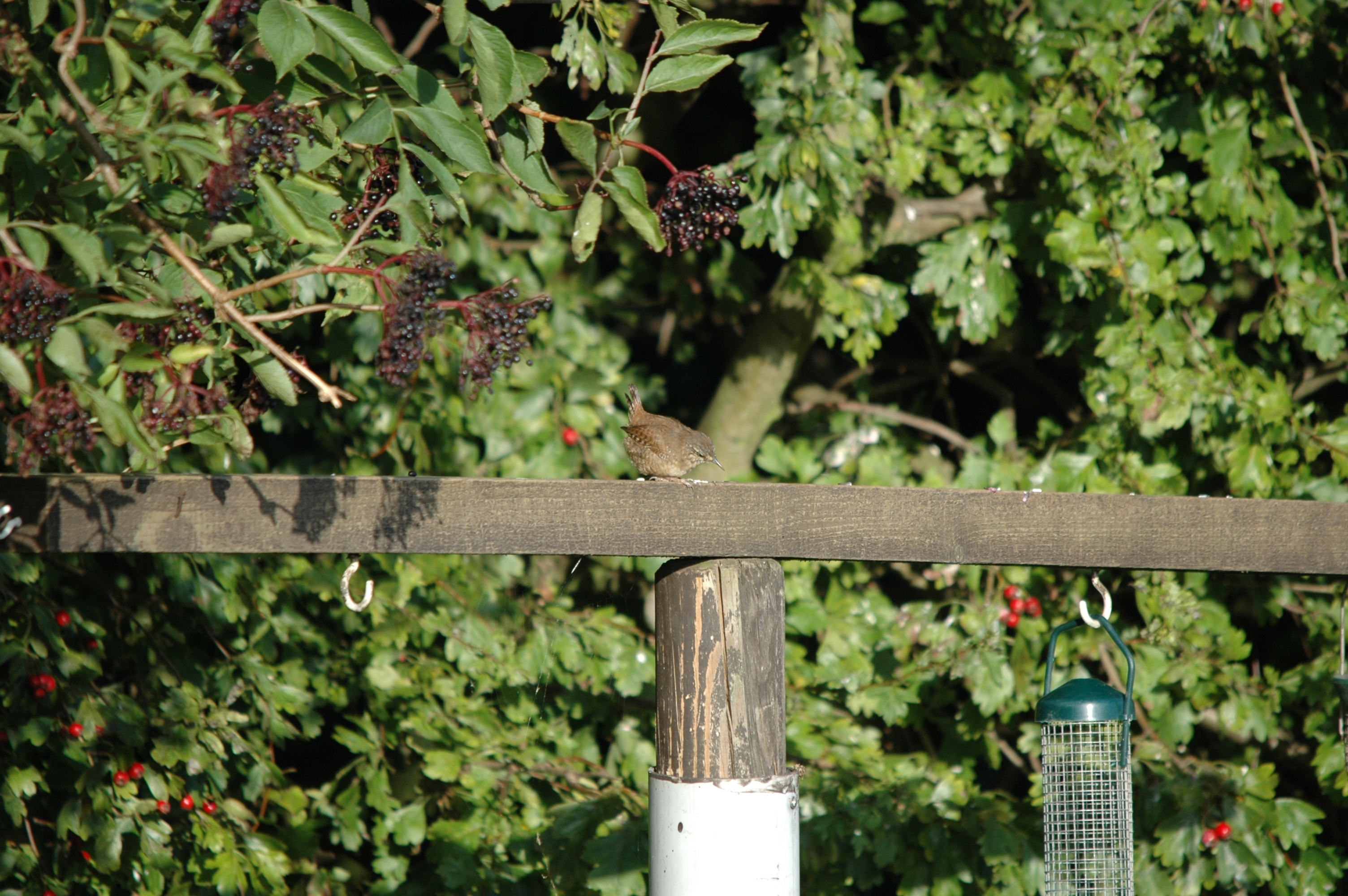 photos/wildlife/Bird_Species/143-Wrens/5920-Eurasian_Wren/20090909-Blacktoft-02.jpg