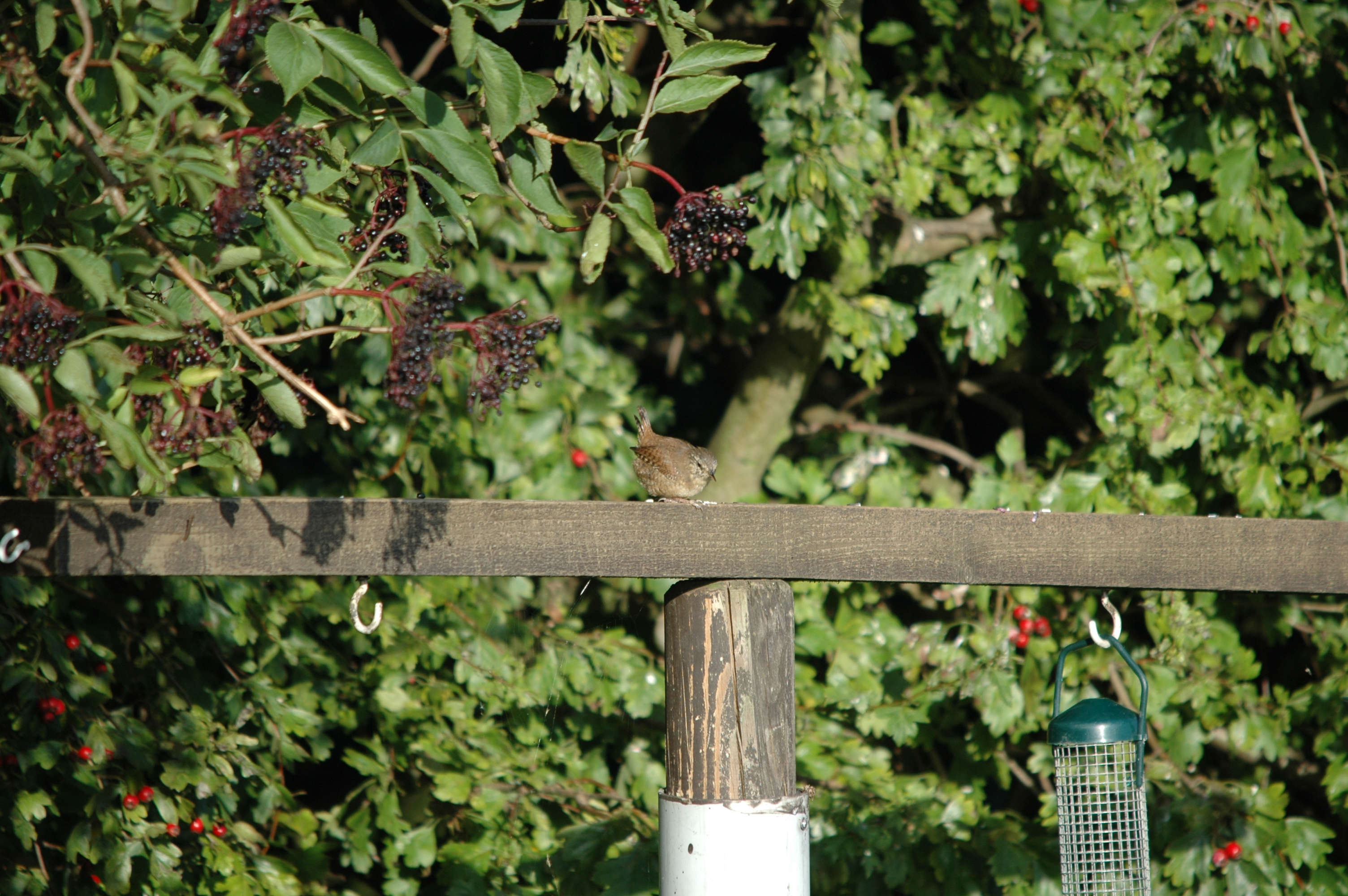 photos/wildlife/Bird_Species/143-Wrens/5920-Eurasian_Wren/20090909-Blacktoft-03.jpg