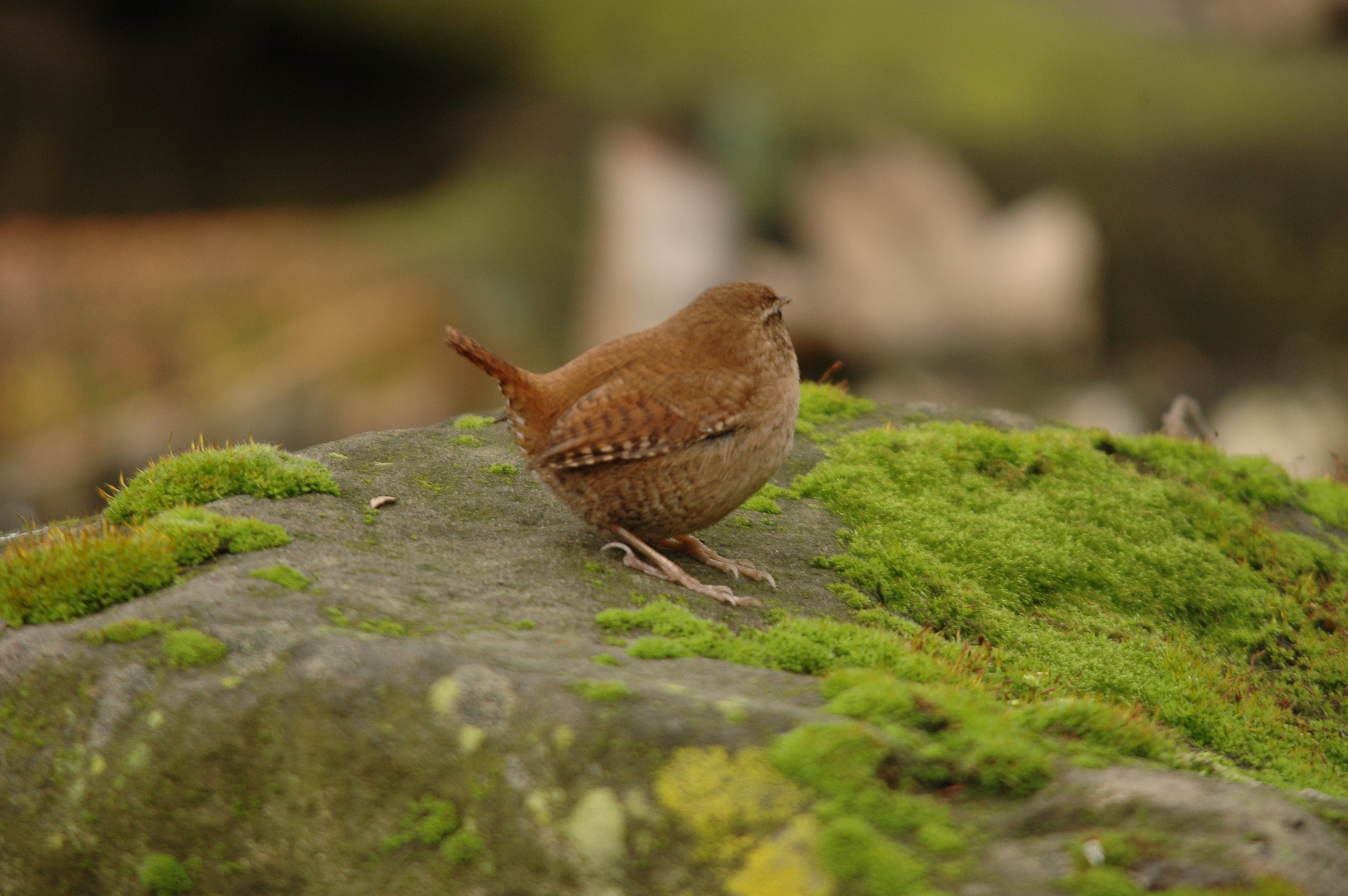 photos/wildlife/Bird_Species/143-Wrens/5920-Eurasian_Wren/DSC_4621.JPG