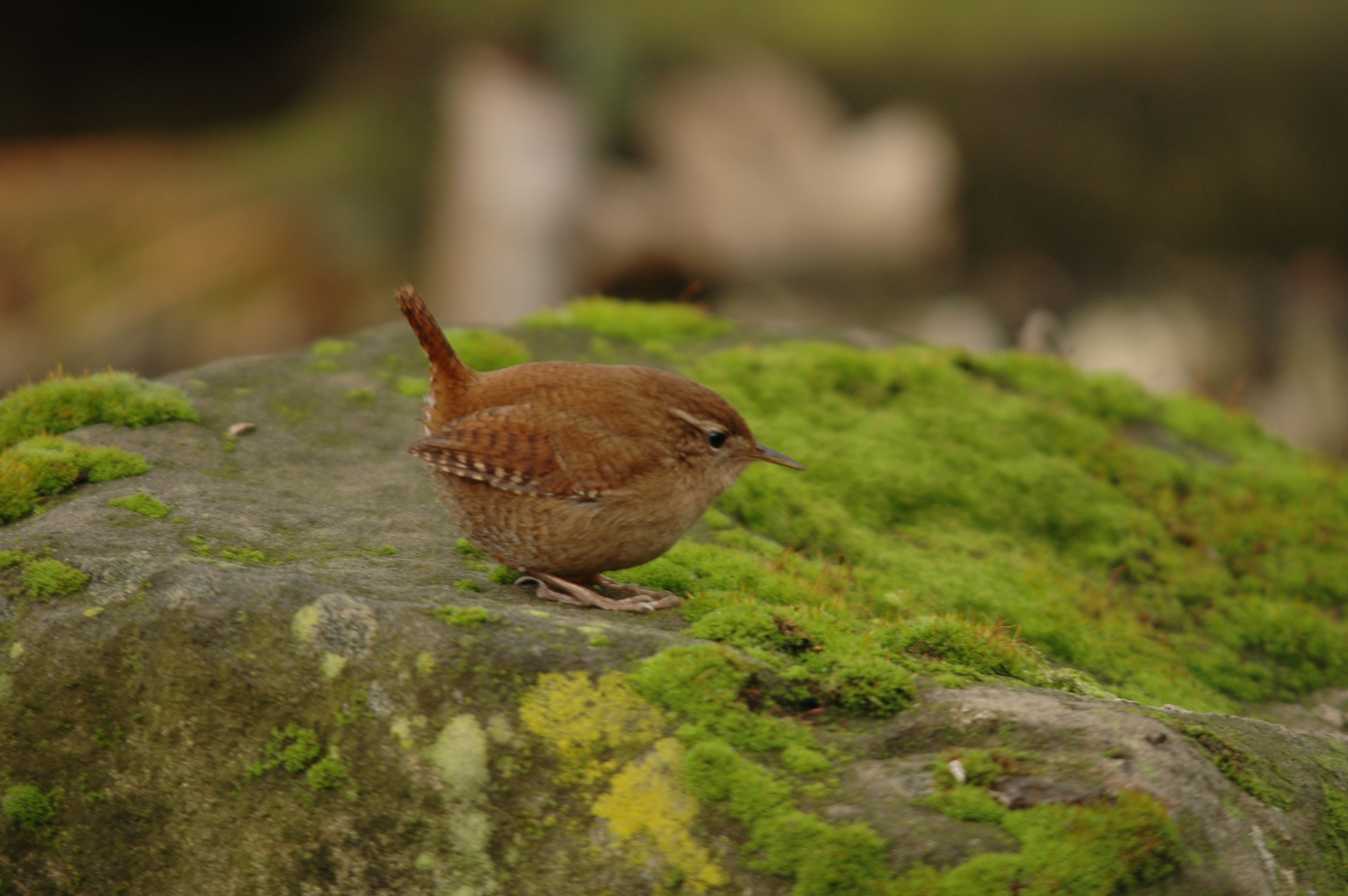 photos/wildlife/Bird_Species/143-Wrens/5920-Eurasian_Wren/DSC_4624.JPG