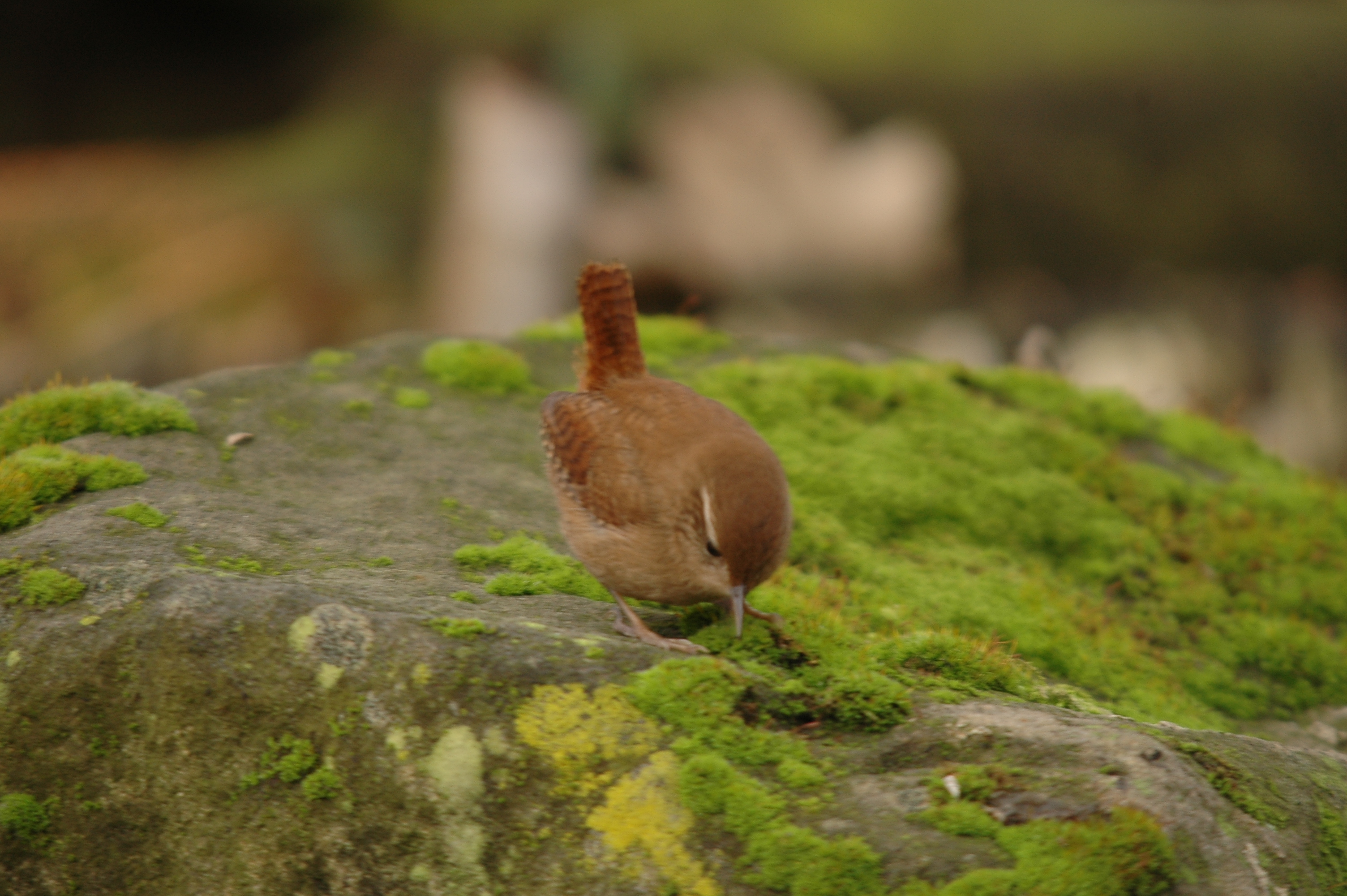 photos/wildlife/Bird_Species/143-Wrens/5920-Eurasian_Wren/DSC_4625.JPG