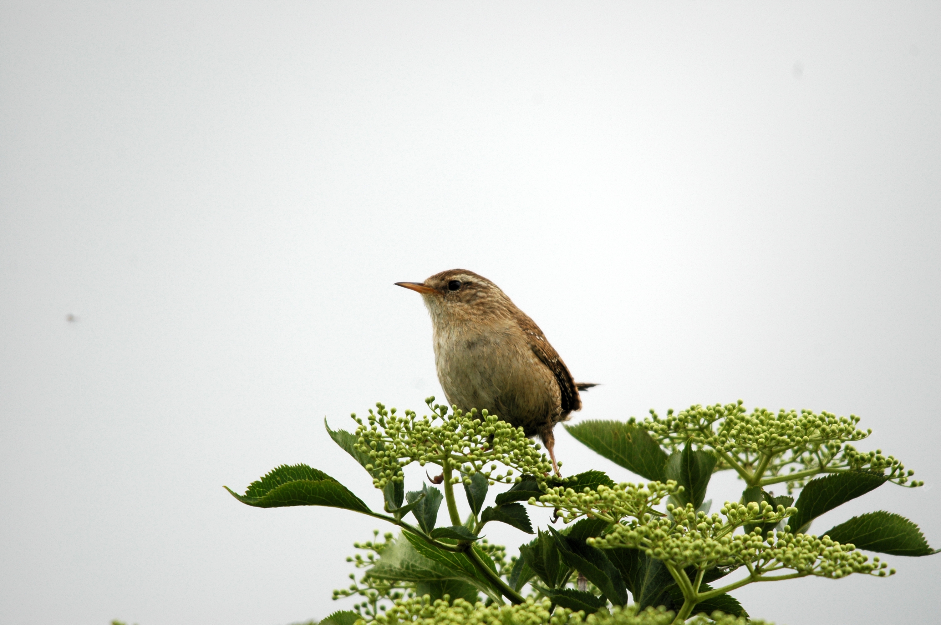 photos/wildlife/Bird_Species/143-Wrens/5920-Eurasian_Wren/DSC_5581.JPG