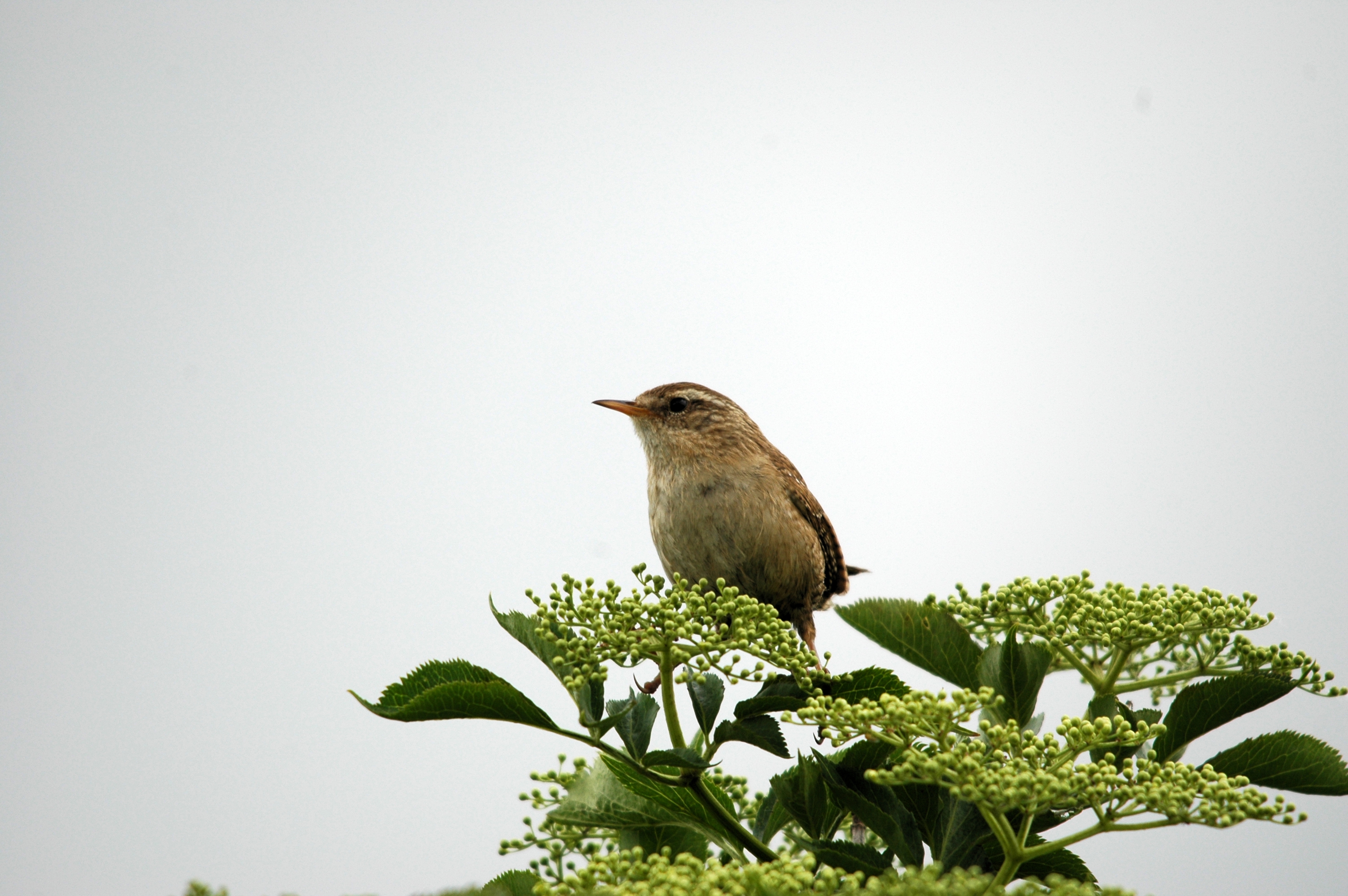 photos/wildlife/Bird_Species/143-Wrens/5920-Eurasian_Wren/DSC_5582.JPG