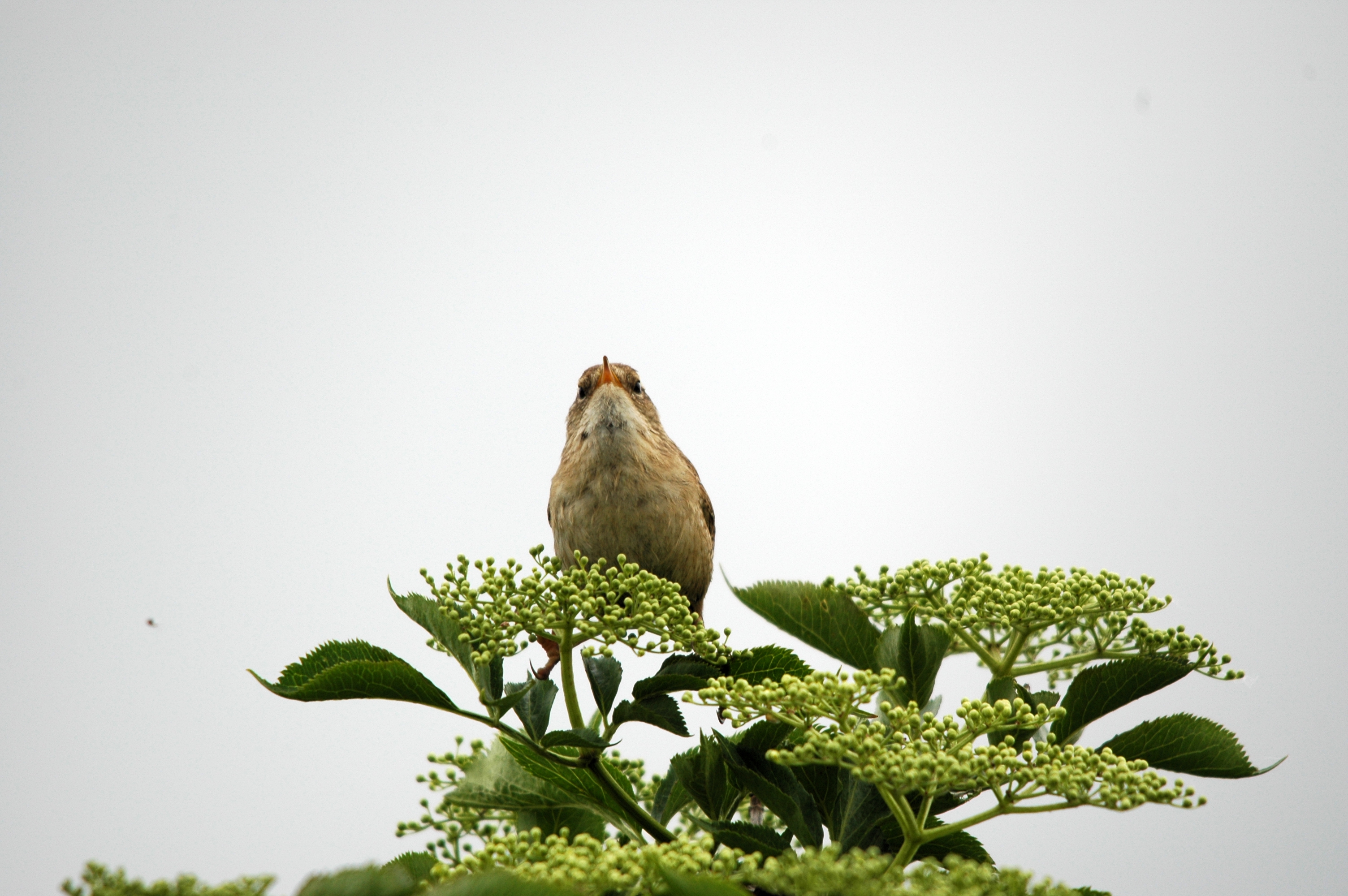 photos/wildlife/Bird_Species/143-Wrens/5920-Eurasian_Wren/DSC_5583.JPG